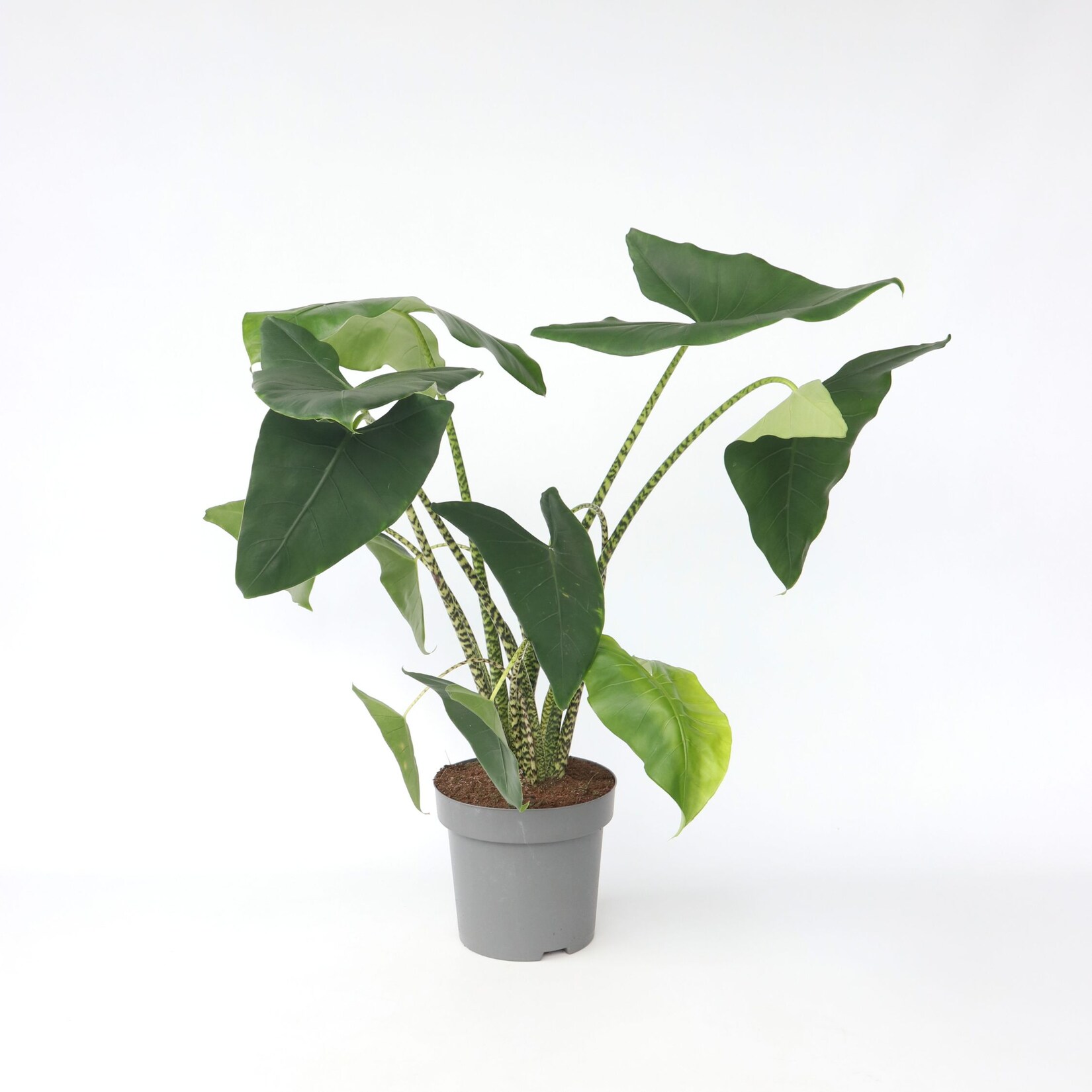 Plant in a Box – Alokasie – Alocasia ‚Zebrina‘ – Höhe 140-150cm – Topf 32cm | 07428476195441