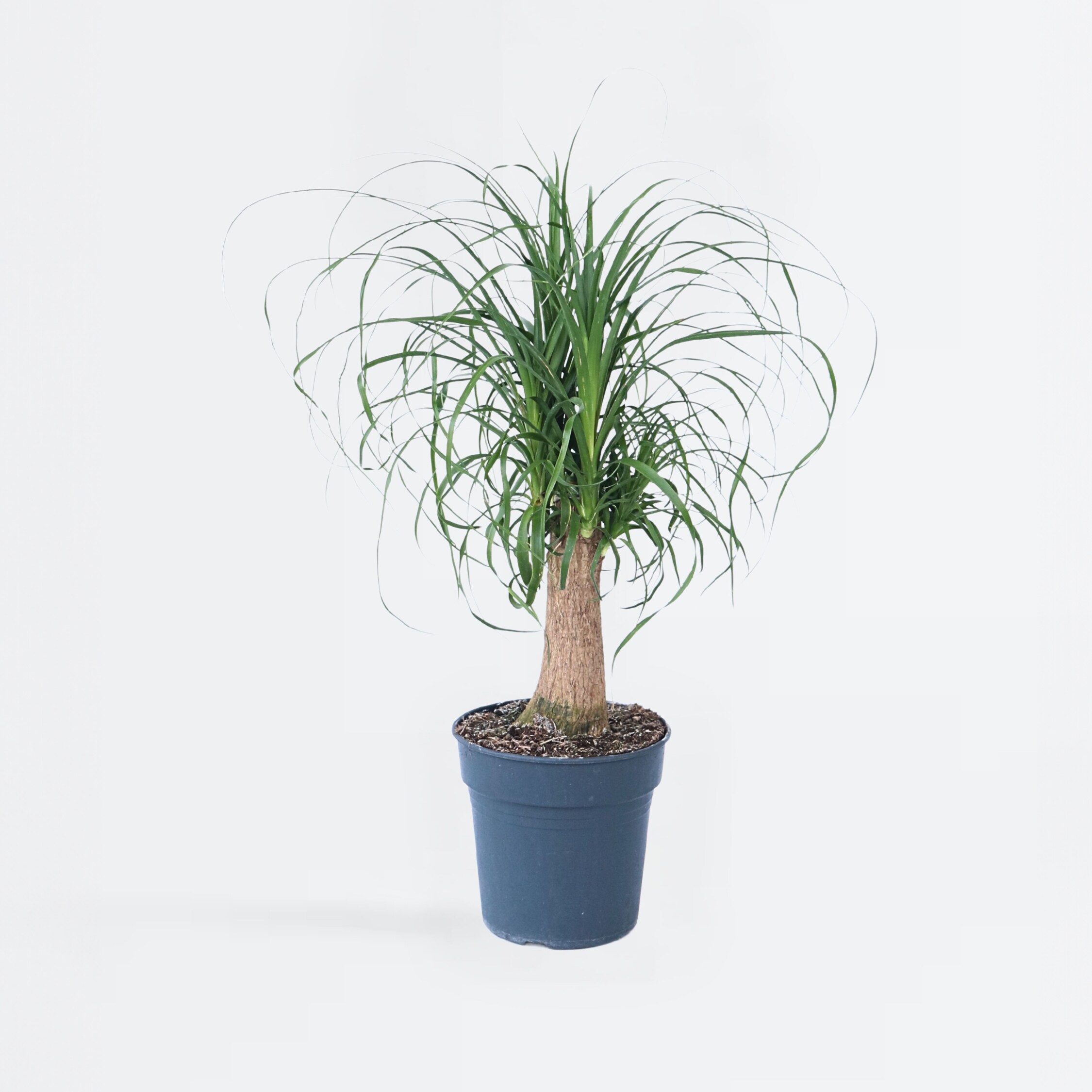 Plant in a Box - Elefantenfu&szlig; - Beaucarnea 'recurvata' - H&ouml;he 60-70cm - Topf 21cm - Bild 1