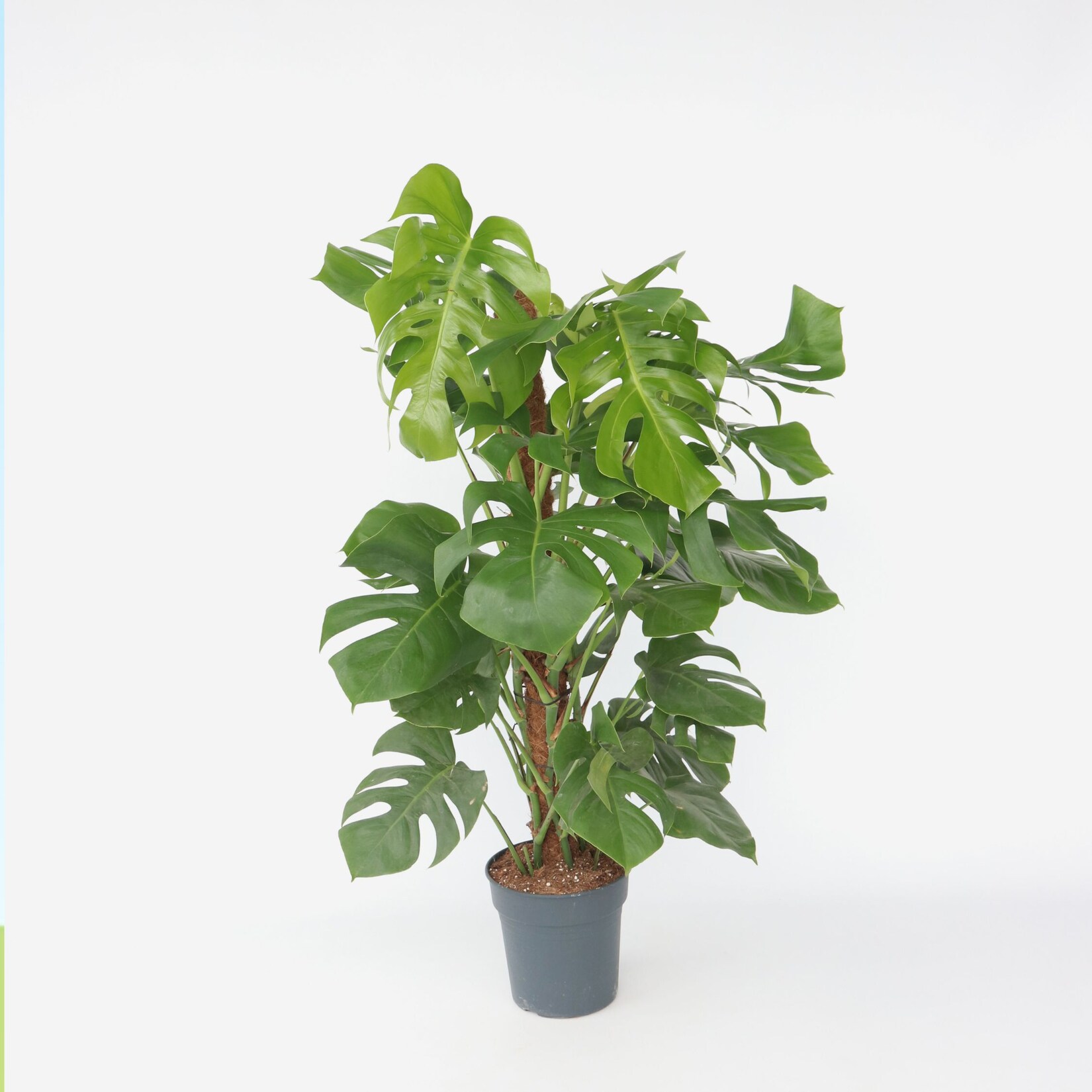 Plant in a Box – Fensterblatt – Monstera deliciosa – Höhe 120-130cm – Topf 24cm | 07428471649321