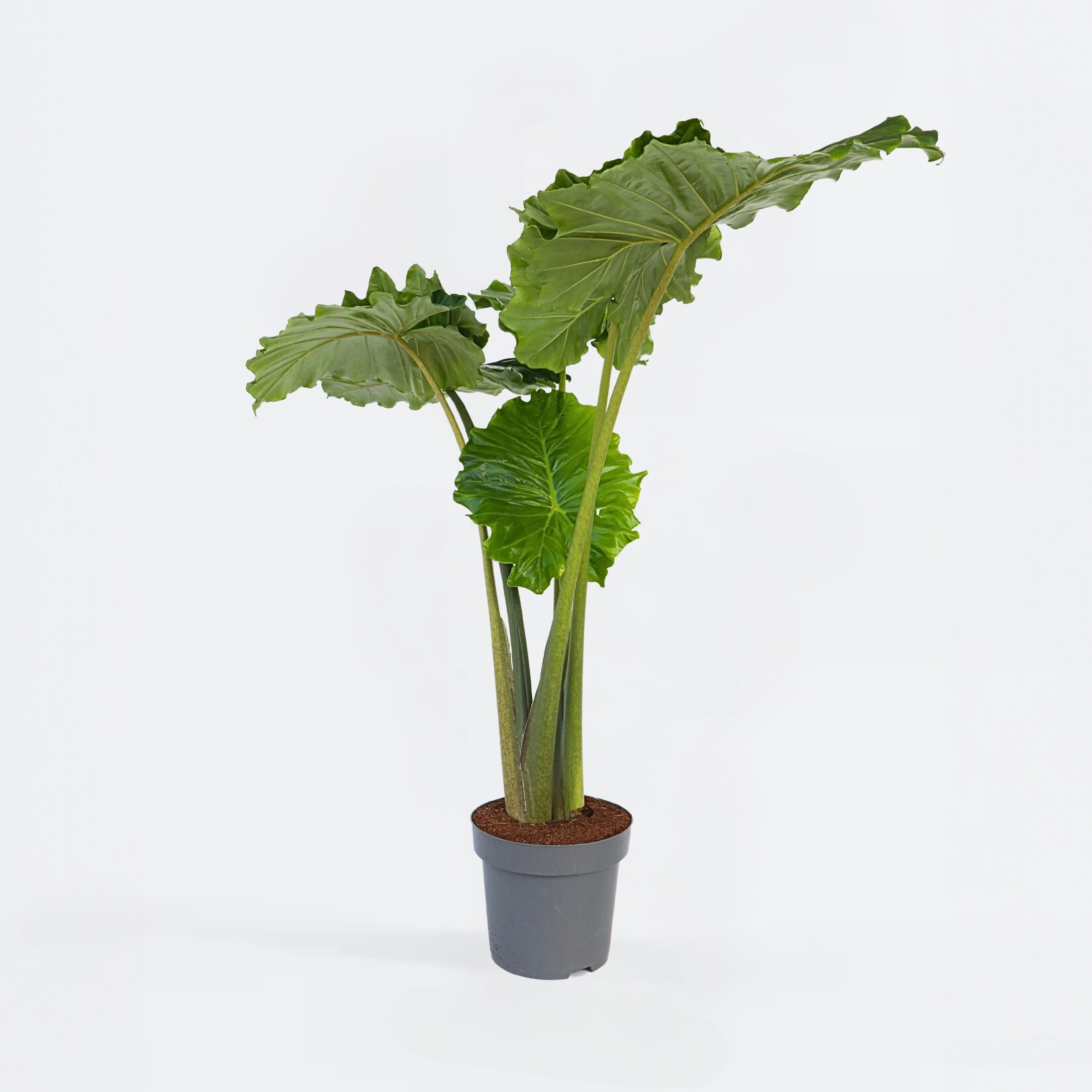 Plant in a Box – Alokasie – Alocasia ‚Portodora‘ – Höhe 110-120cm – Topf 32cm | 07428472417301