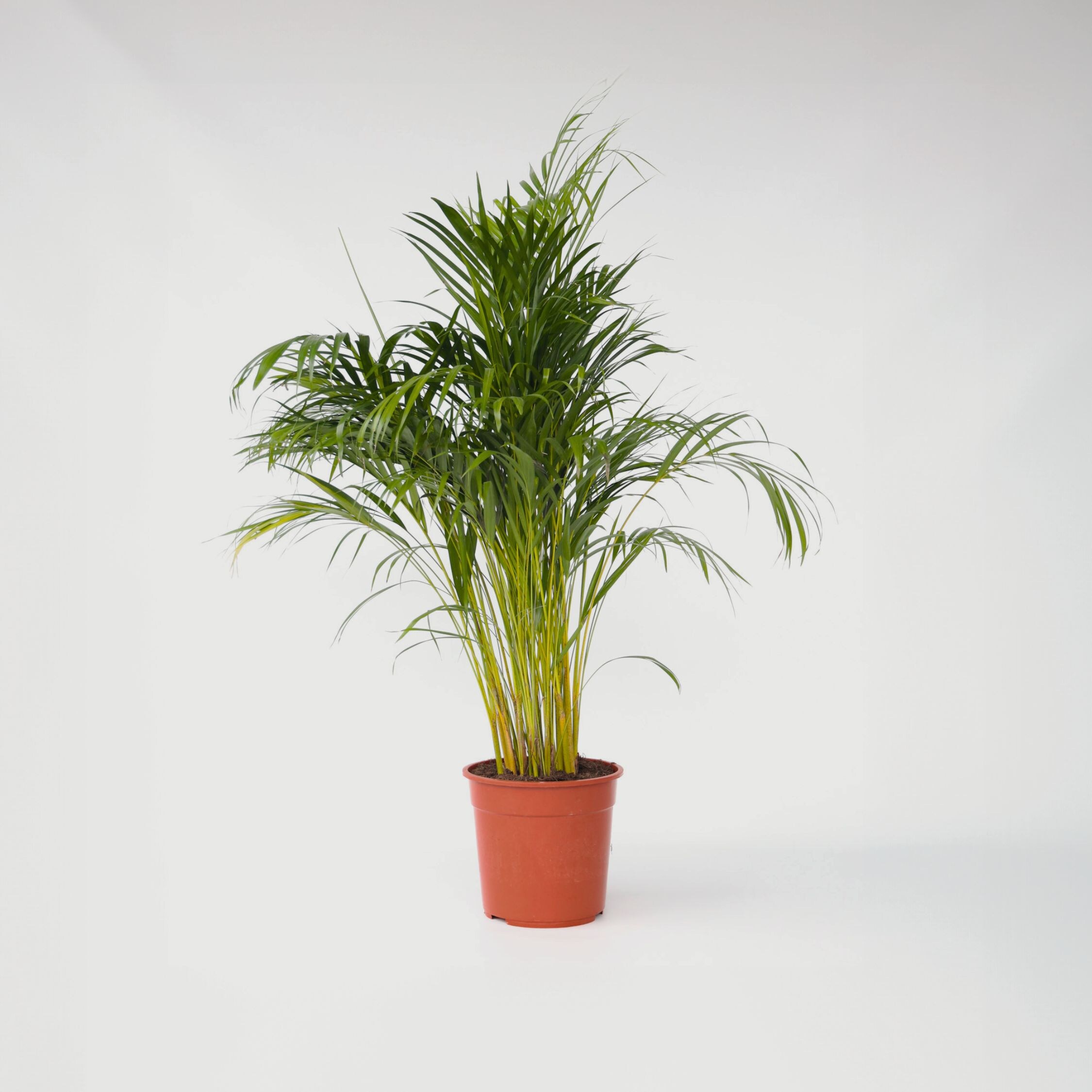 Plant in a Box - Goldfruchtpalme - Dypsis lutescens - H&ouml;he 140-150cm - Topf 27cm - Bild 1