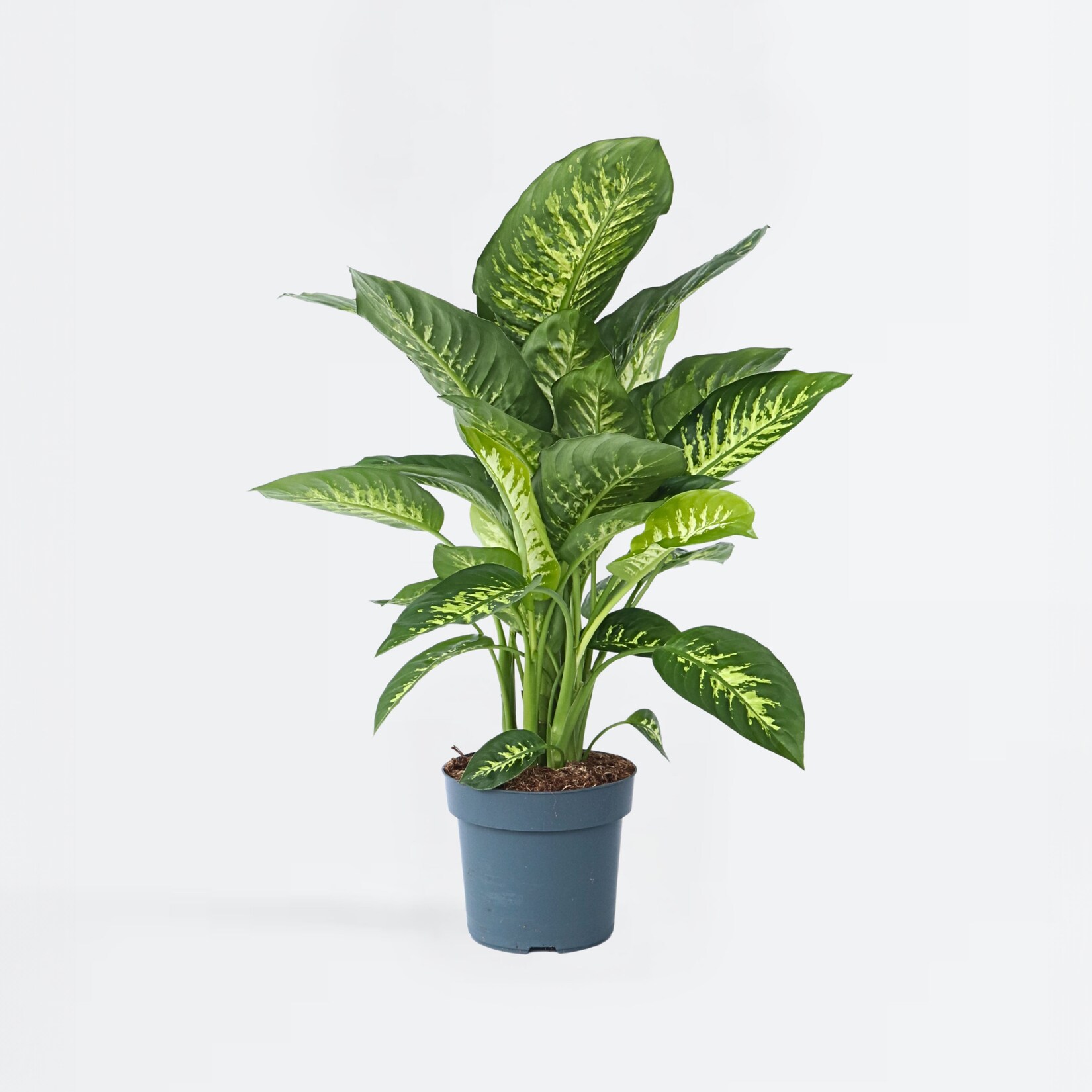 Plant in a Box – Arum – Dieffenbachia ‚Tropic‘ – Höhe 70-80cm – Topf 24cm | 06097239023065
