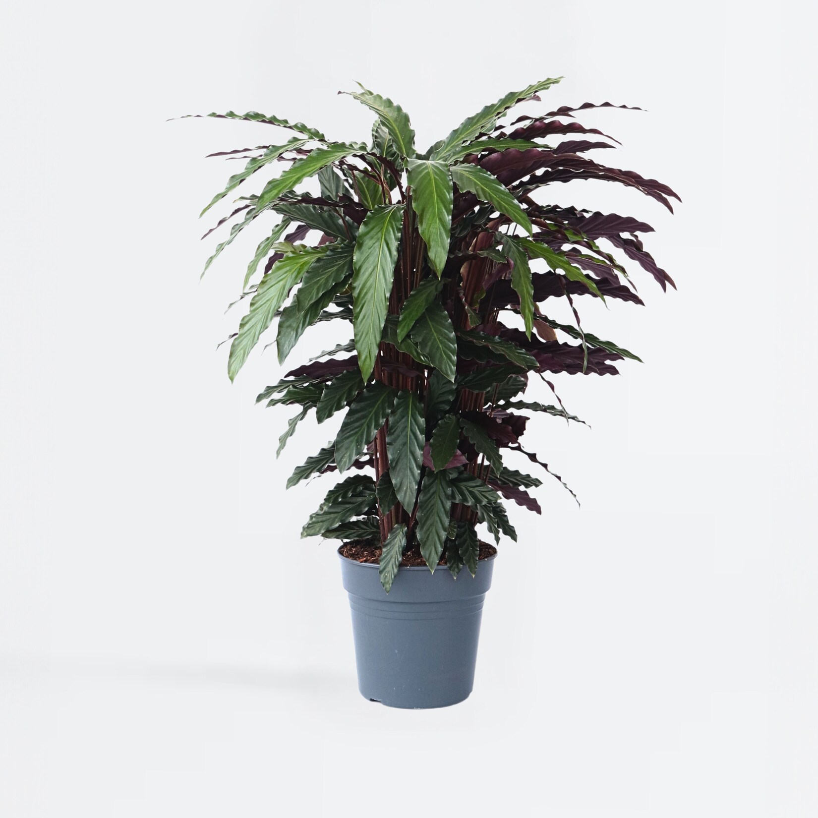 Plant in a Box – Korbmarante – Calathea ‚Wavestar‘ – Höhe 90cm – Topf 27cm | 06097233318334