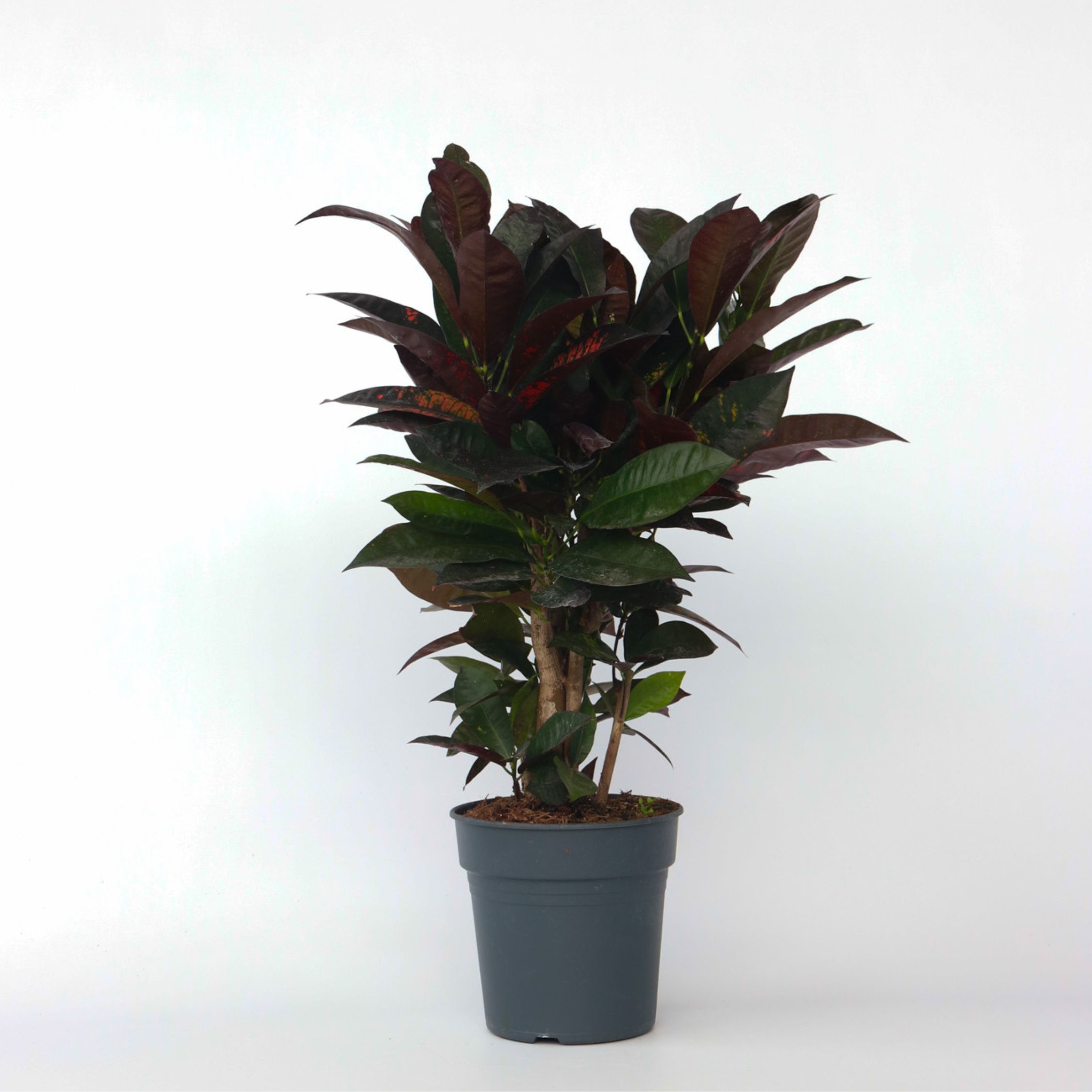 Plant in a Box - Kroton - Codiaeum variegatum 'Mrs. Iceton' - H&ouml;he 60-70cm - Topf 19cm - Bild 1