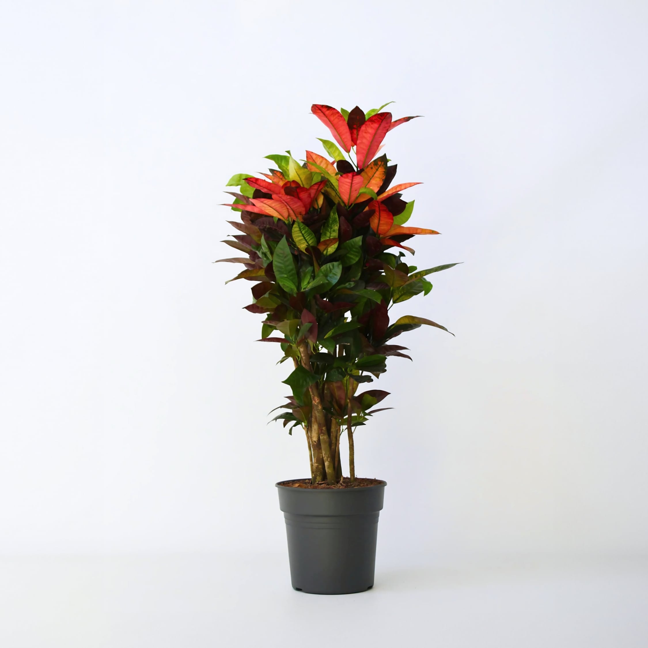 Plant in a Box - Kroton - Codiaeum variegatum 'Mrs. Iceton' - H&ouml;he 90-100cm - Topf 27cm - Bild 1