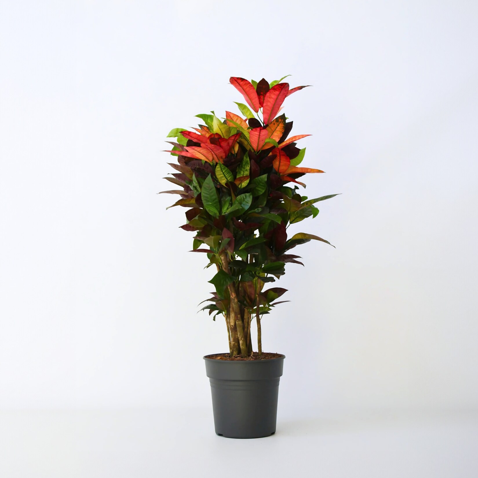 Plant in a Box – Kroton – Codiaeum variegatum ‚Mrs. Iceton‘ – Höhe 90-100cm – Topf 27cm | 07428470195959
