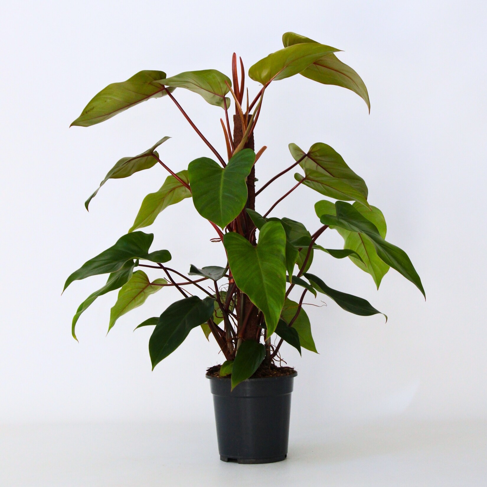 Plant in a Box – Baumfreund – Philodendron ‚imperial red‘ – Höhe 50cm – Topf 19cm | 06097222942915