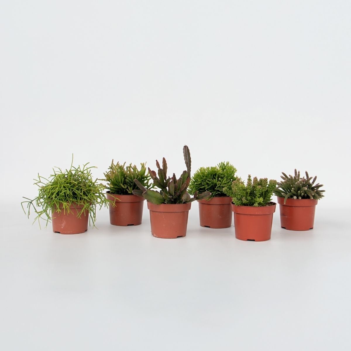 Plant in a Box - Korallenkaktus Mix - Rhipsalis - Set mit 6 - H&ouml;he 15-20 cm - Topf 12 cm - Bild 1