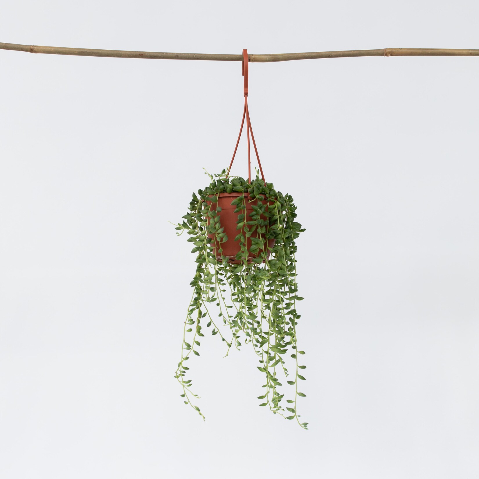 Plant in a Box – Erbsenpflanze – Senecio rowleyanus – Höhe 10-20cm – Topf 12cm | 07428474252009