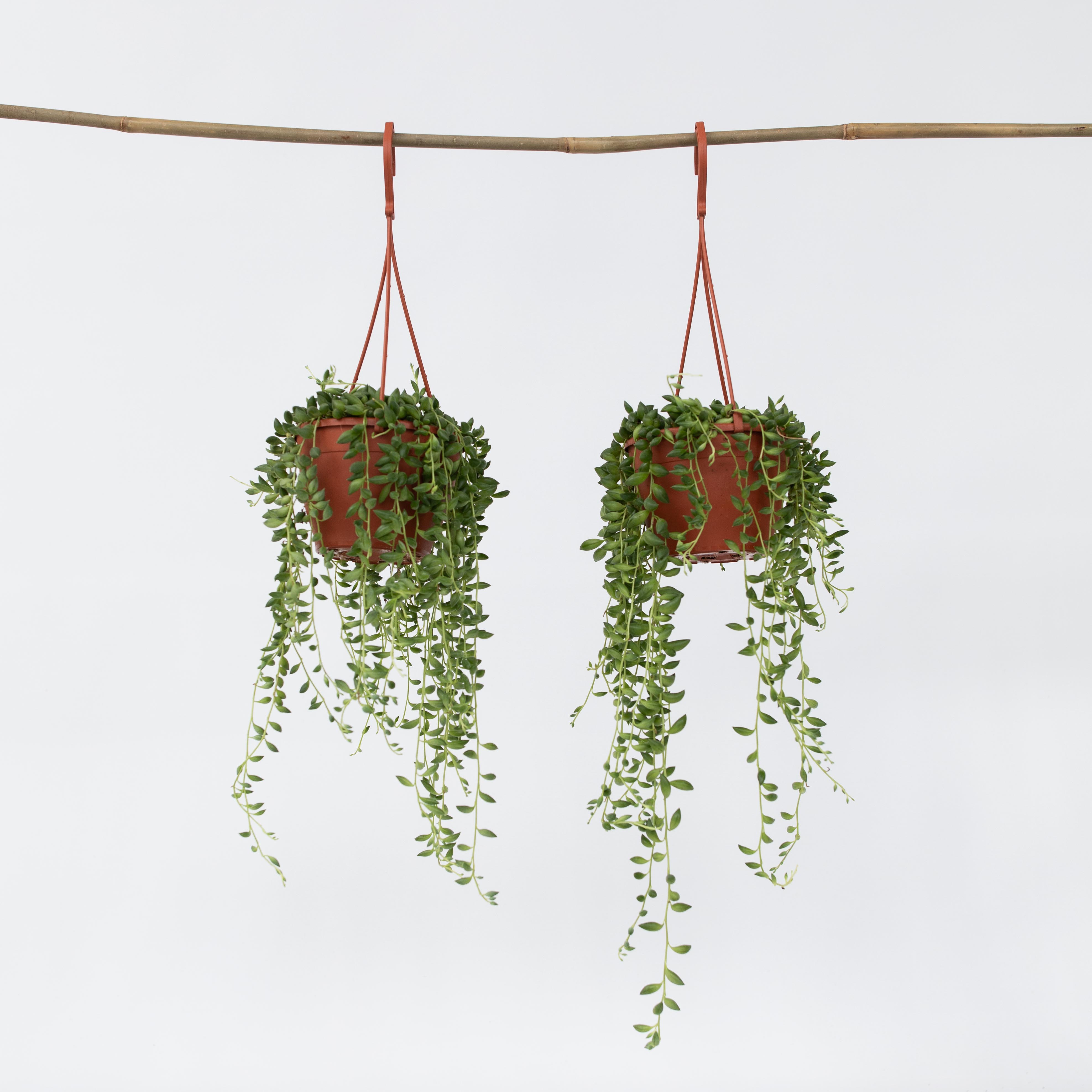 Plant in a Box - Erbsenpflanze - 2 Stk - Senecio rowleyanus - H&ouml;he 10-20cm - Topf 12cm - Bild 1