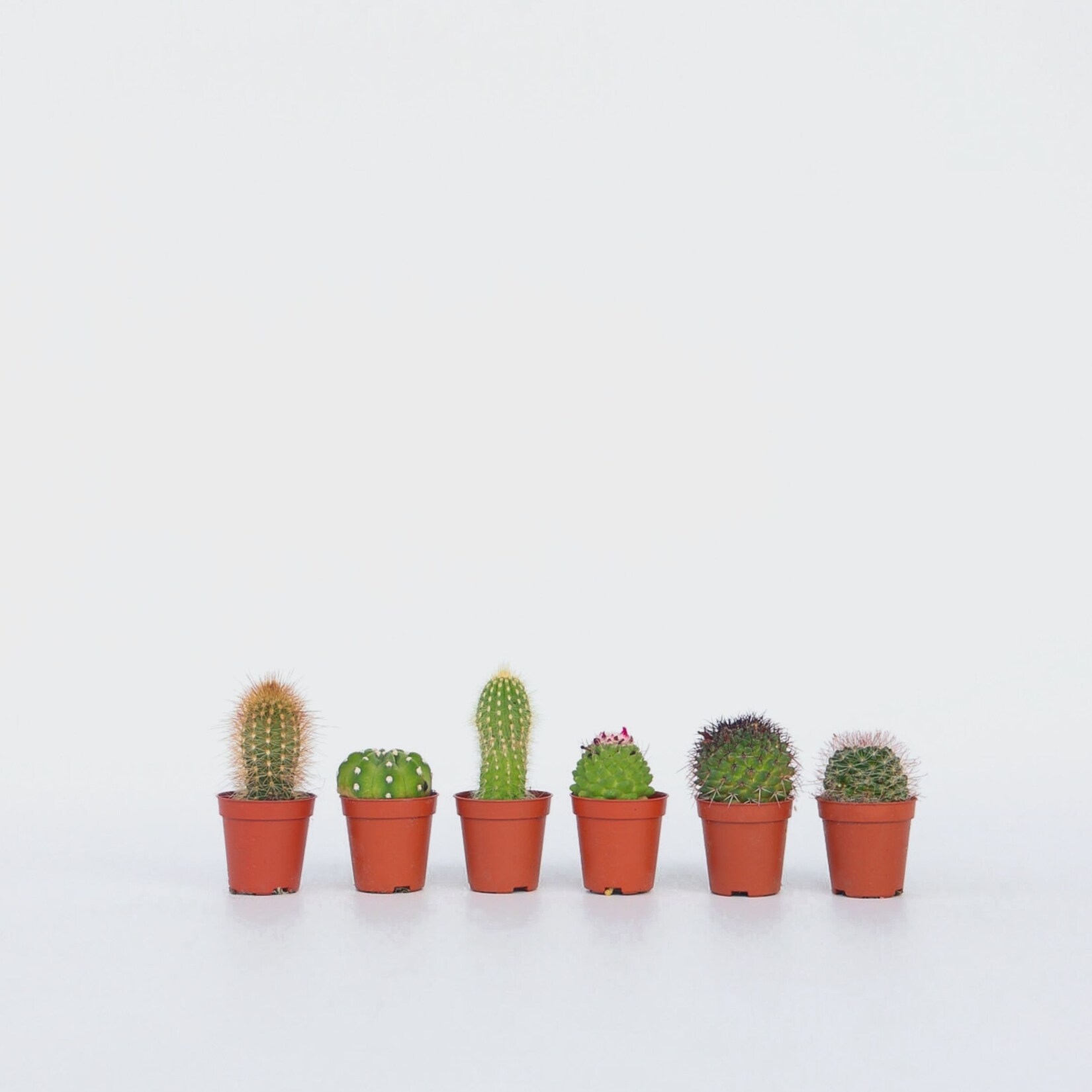 Plant in a Box – Mini Kakteen – 60 Stk – Cactus – Höhe 5-10cm – Topf 6cm | 08721278903023