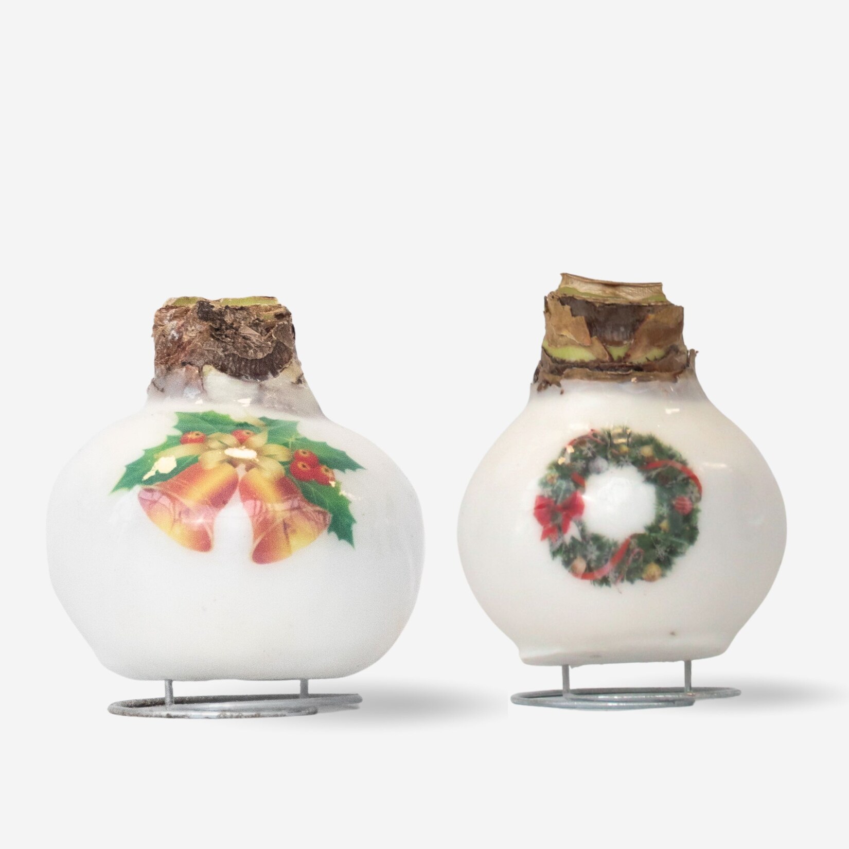 Plant in a Box – Amaryllis – Set mit 2 – Hippeastrum ‚Porzellan Wachs Mix‘ | 08721278902729