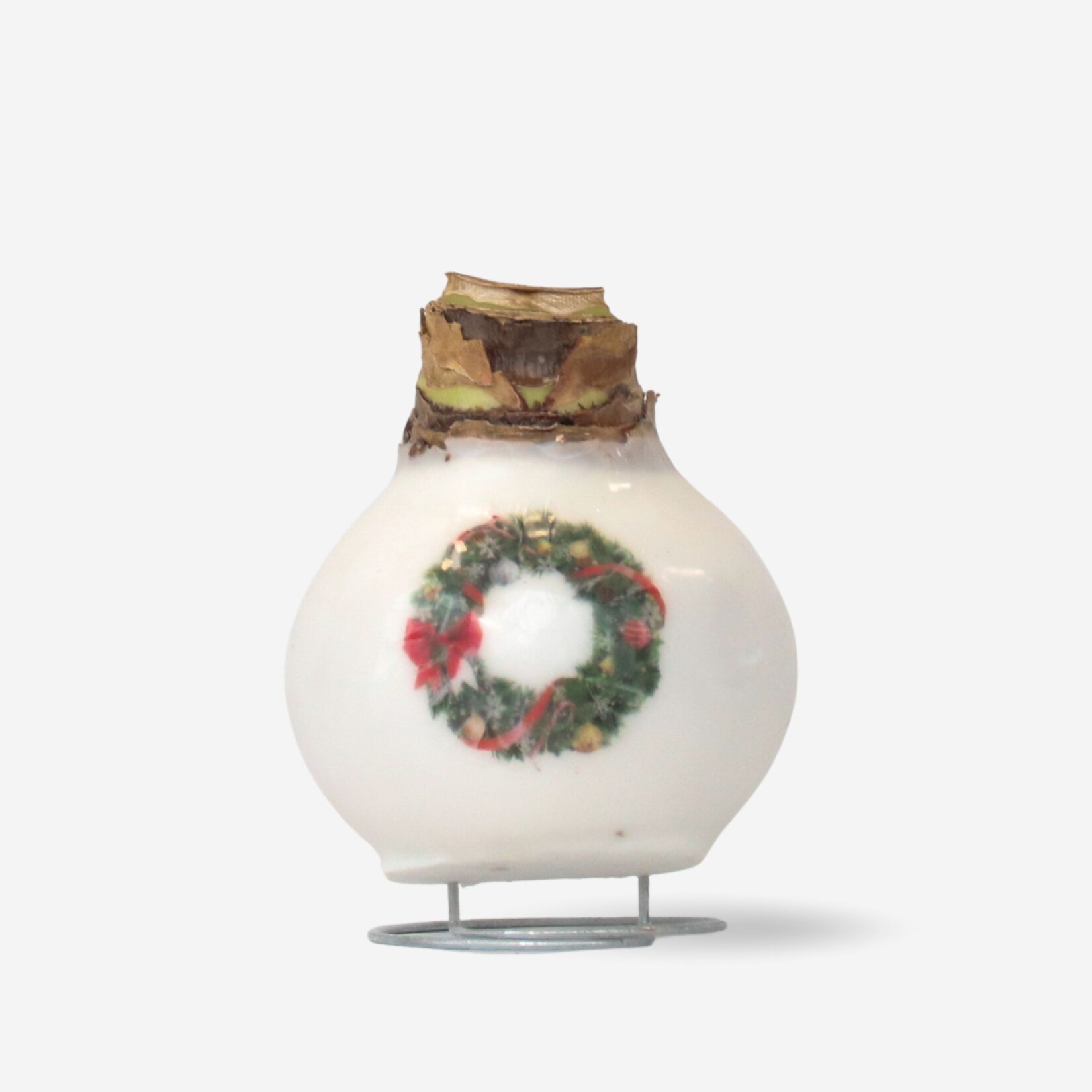 Plant in a Box – Amaryllis – Hippeastrum ‚Porzellan Wachs Kranz‘ | 08721278902736