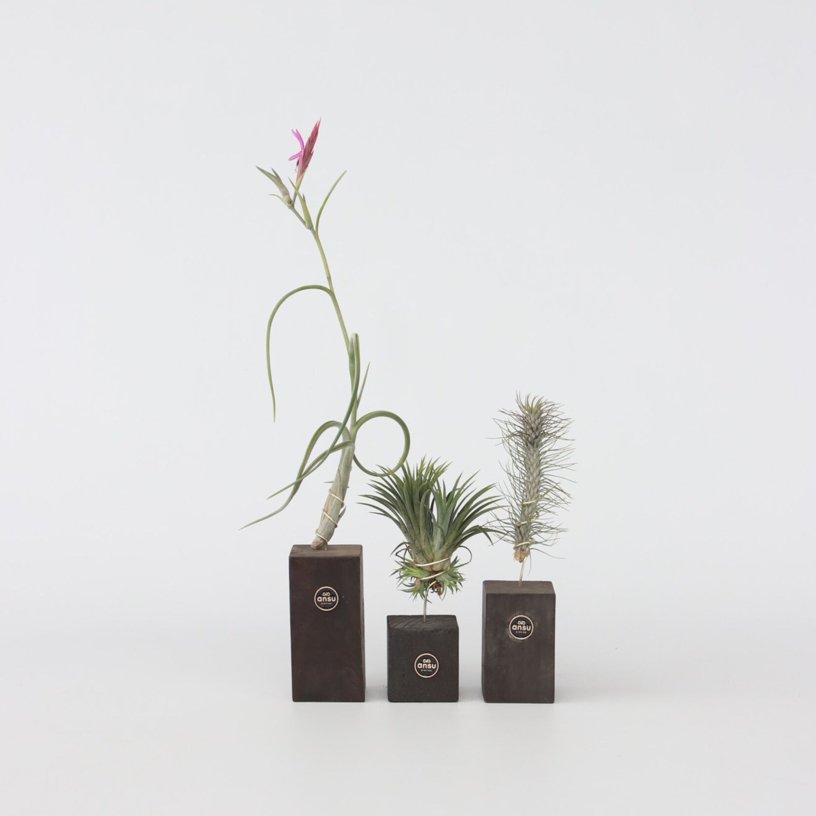 Plant in a Box – Tillandsien – 3 Stk – Tillandsia – Höhe 30-35cm | 07428473349540