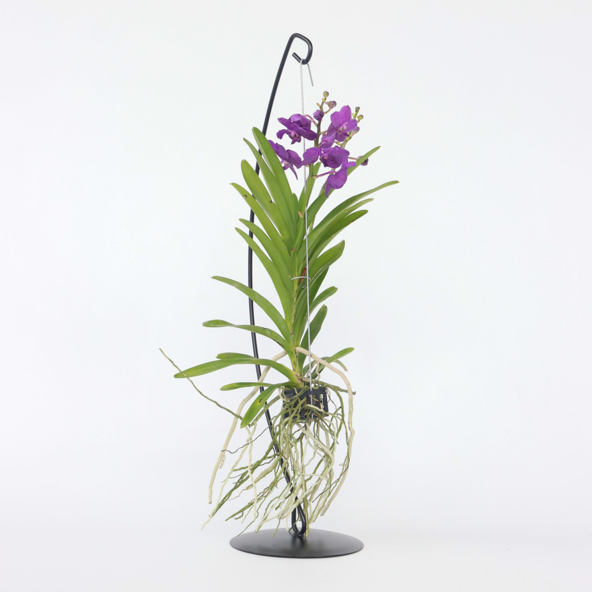 Plant in a Box - Vanda-Orchidee - Vanda 'Blue' - H&ouml;he 45-55cm - Bild 1