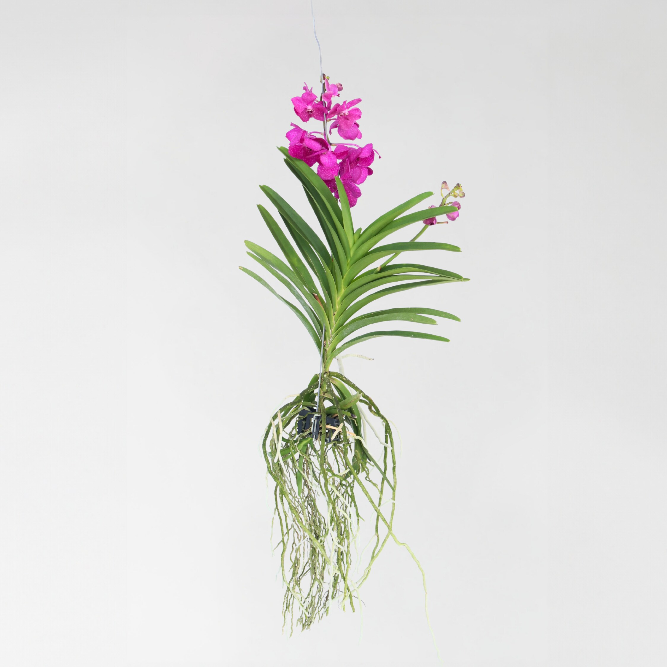 Plant in a Box - Vanda-Orchidee - Vanda 'Tayanee Cerise' - H&ouml;he 55-65cm - Bild 1