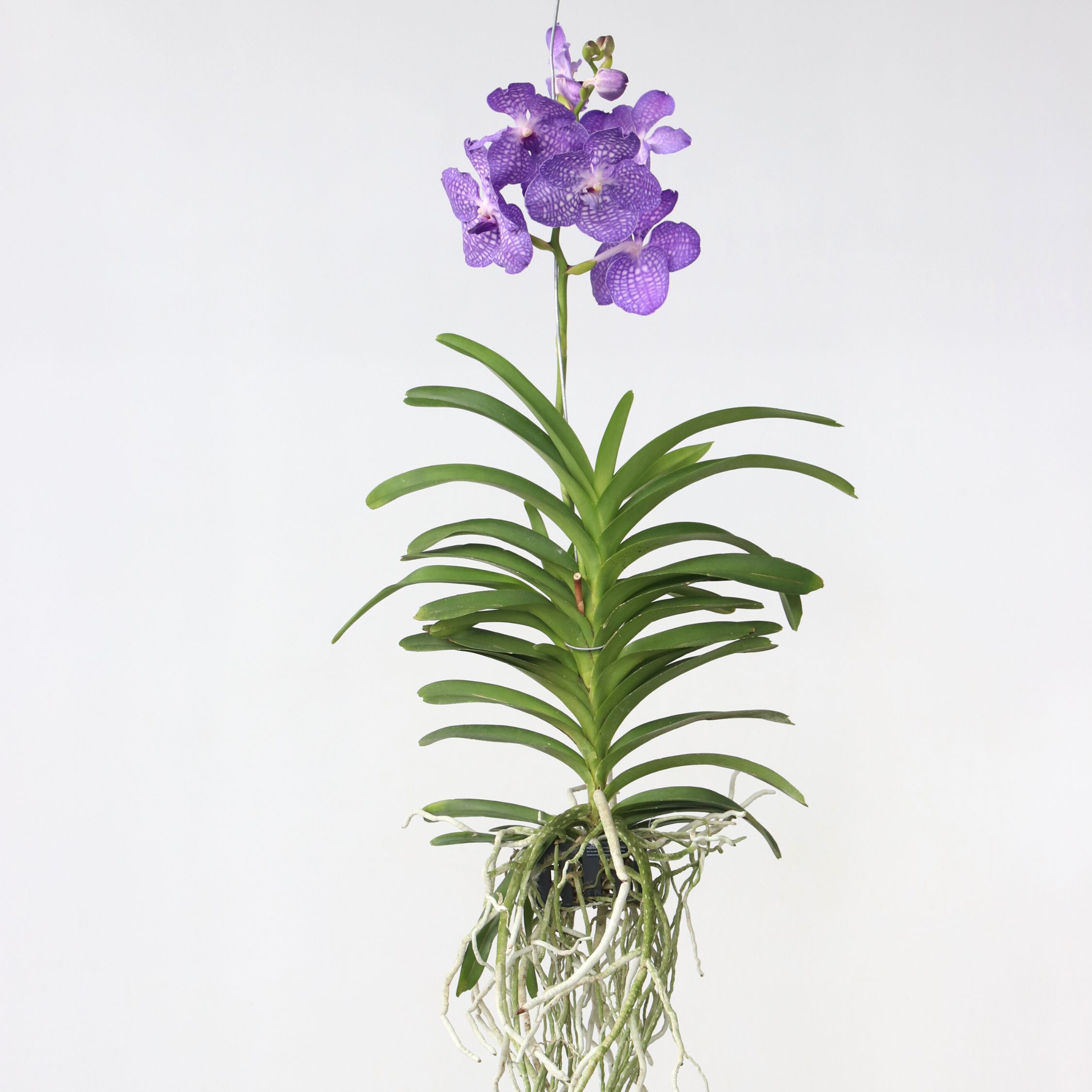 Plant in a Box - Vanda Orchidee - Vanda 'Magic Royal Blue' - H&ouml;he 90cm - Bild 1