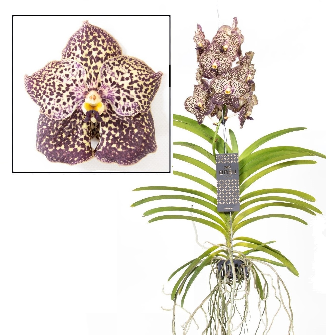Plant in a Box - Vanda-Orchidee - Vanda 'Ocelot Mocha' - H&ouml;he 55-65cm - Bild 1