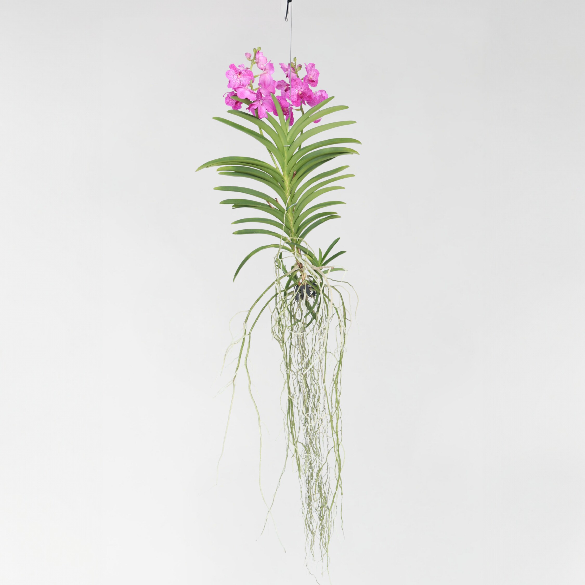 Plant in a Box - Vanda-Orchidee - Vanda 'Pink' - H&ouml;he 90cm - Bild 1