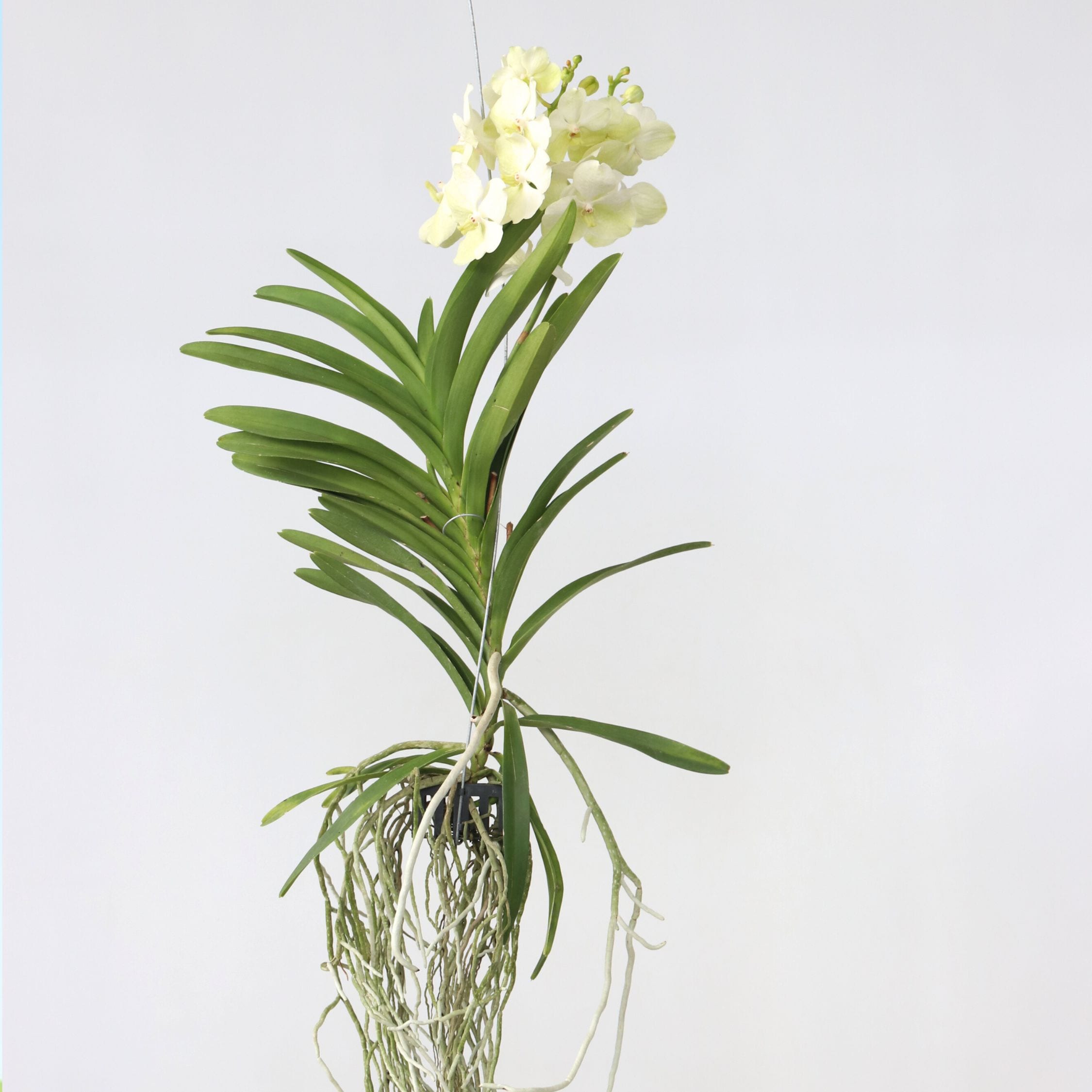Plant in a Box - Vanda-Orchidee - Vanda 'Tayanee White' - H&ouml;he 45-55cm - Bild 1