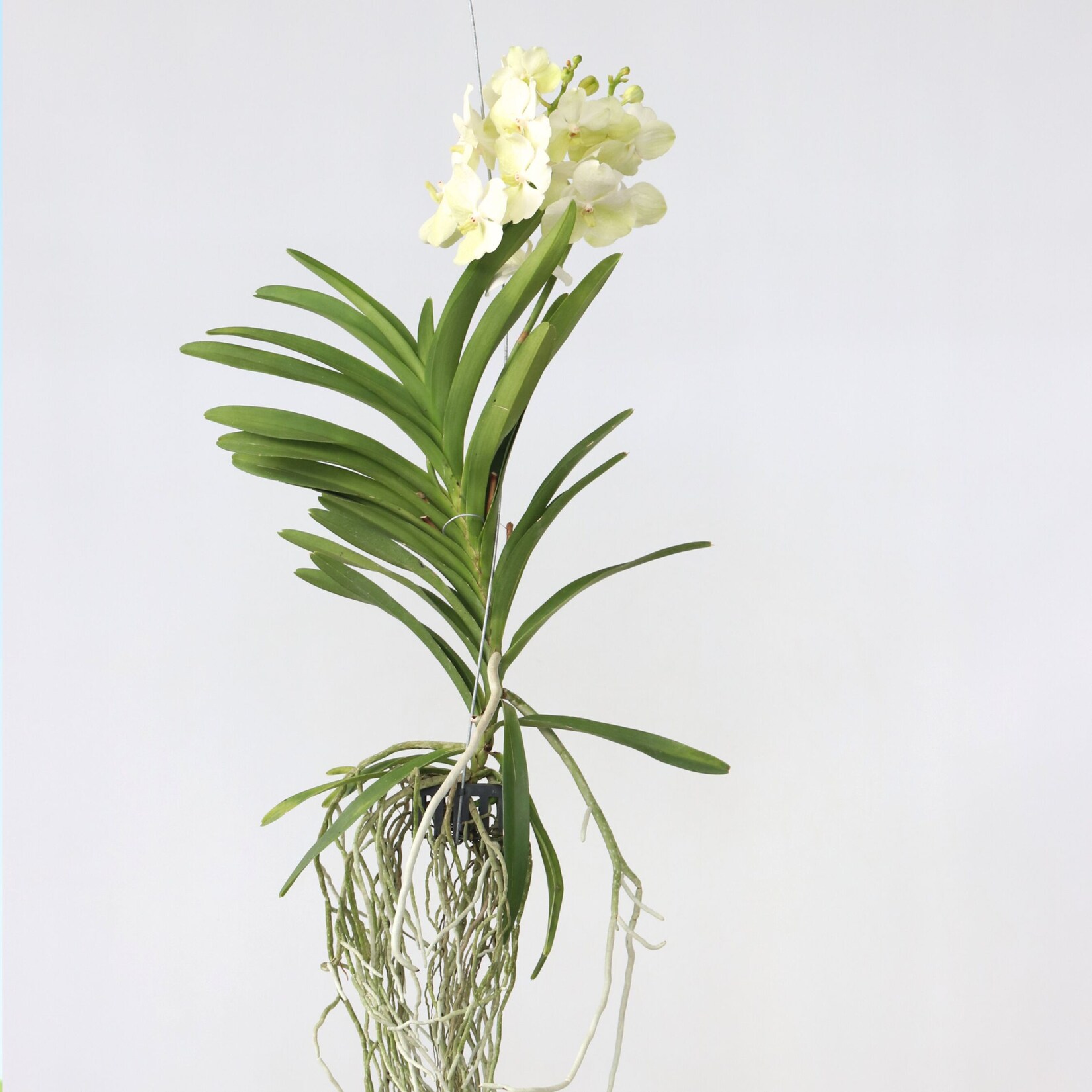 Plant in a Box – Vanda-Orchidee – Vanda ‚Tayanee White‘ – Höhe 45-55cm | 07428472036557