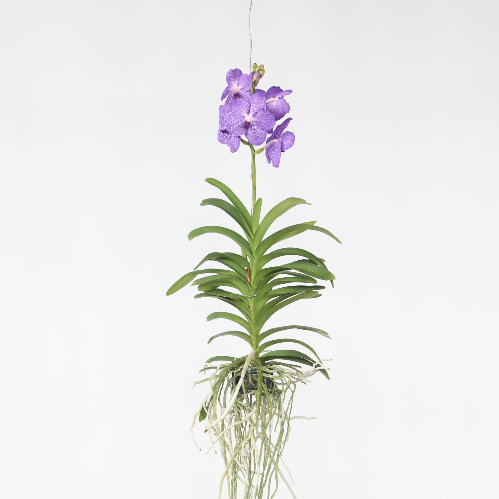 Plant in a Box – Vanda-Orchidee – Vanda ‚Blue‘ – Höhe 55-65cm | 08719322602589