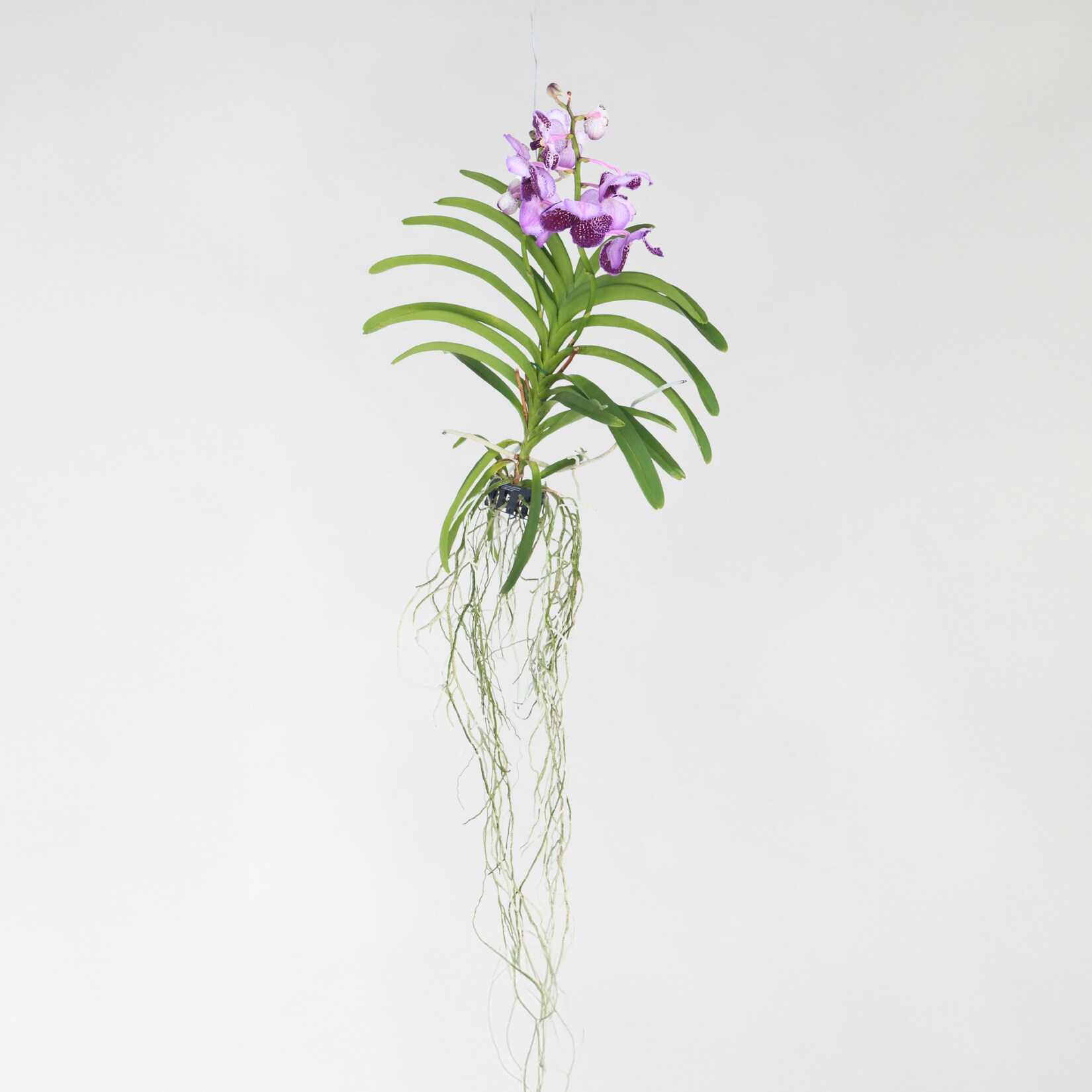 Plant in a Box – Vanda-Orchidee – Vanda ‚Lila‘ – Höhe 55-65cm | 08719322602619