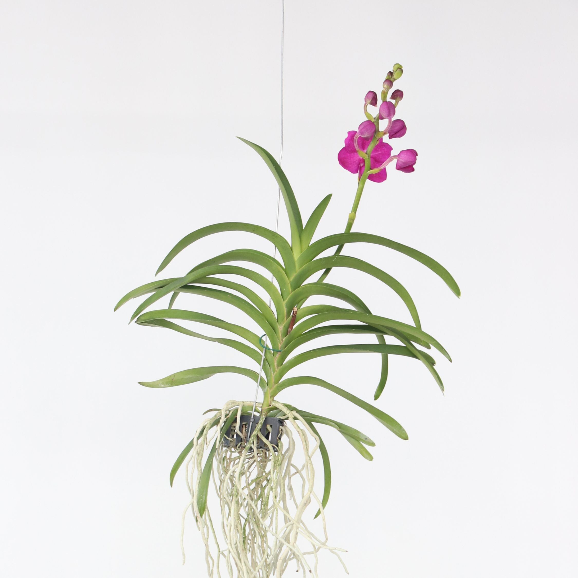Plant in a Box - Vanda-Orchidee - Vanda 'Pink' - H&ouml;he 55-65cm - Bild 1