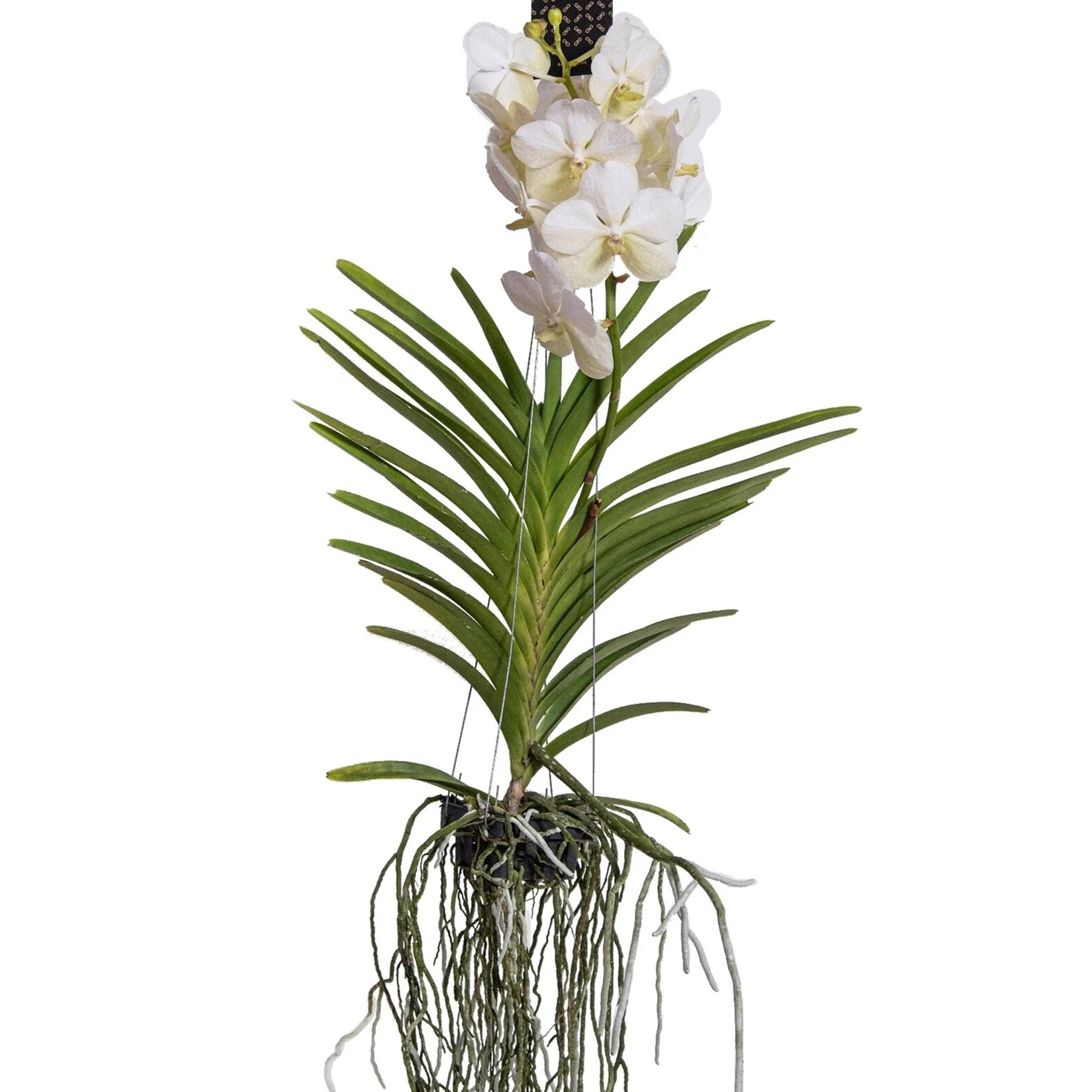 Plant in a Box – Vanda-Orchidee – Vanda ‚White‘ – Höhe 55-65cm | 08719322602596