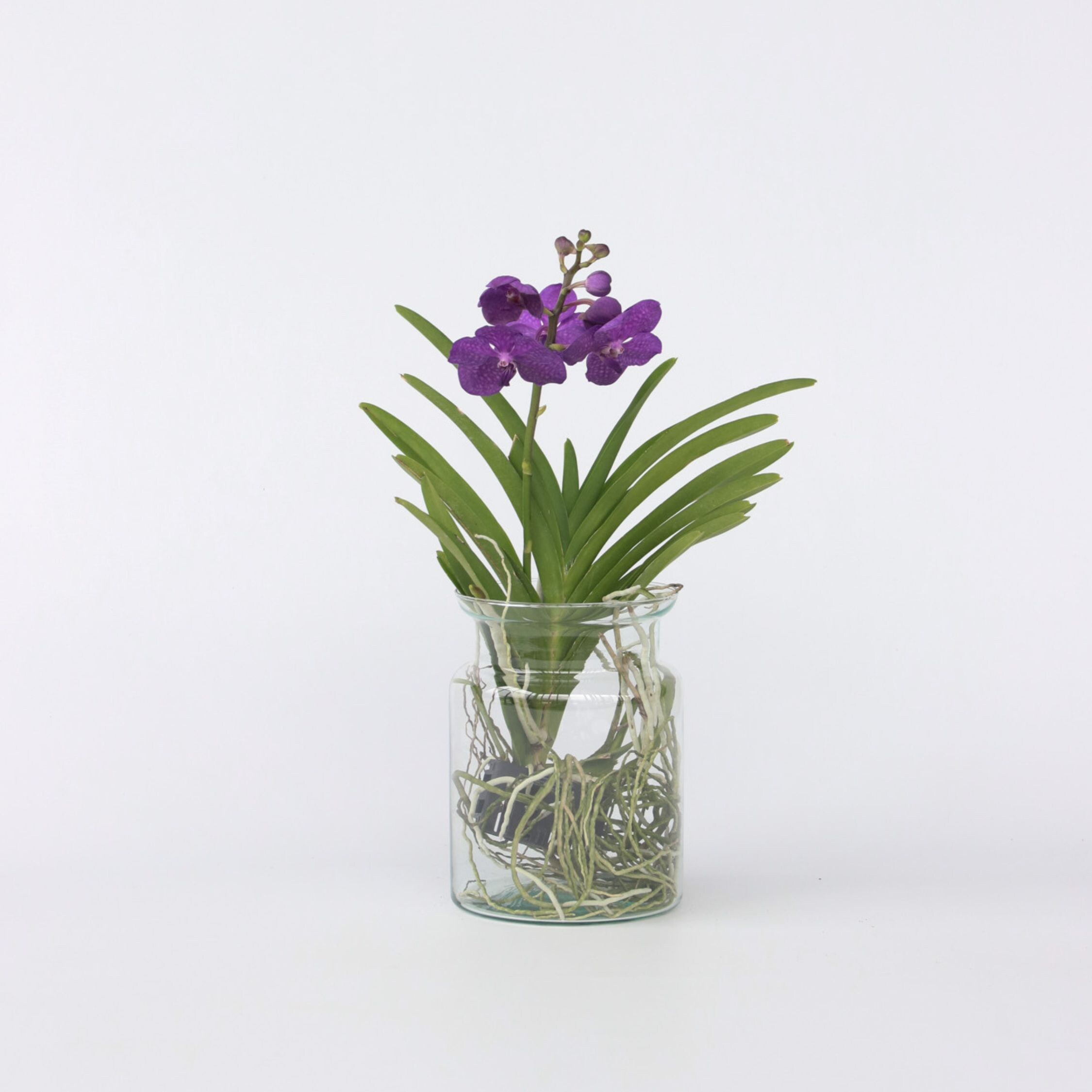 Plant in a Box - Vanda-Orchidee - Vanda 'Blue' - H&ouml;he 40-50cm - Topf 14cm - Bild 1