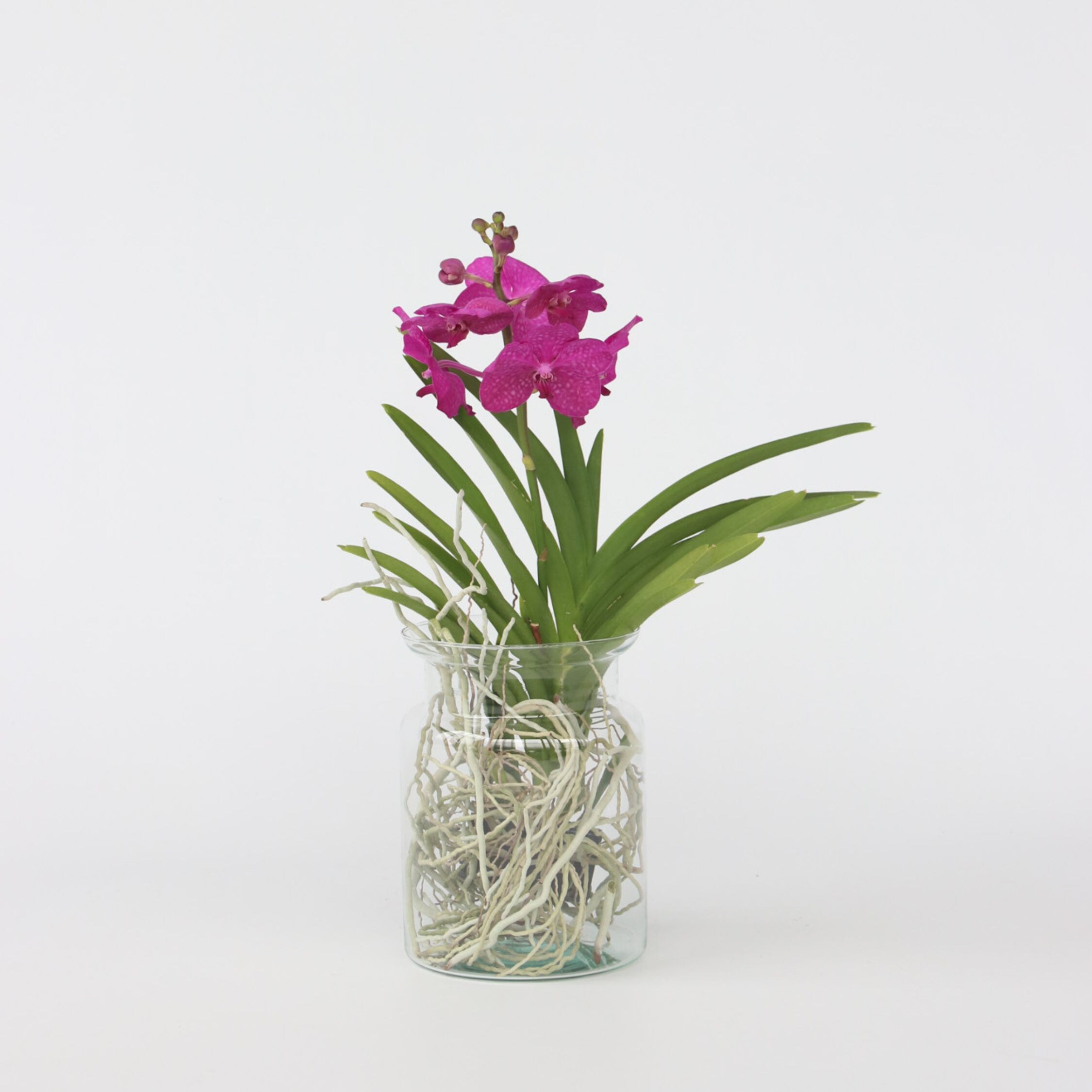 Plant in a Box - Vanda-Orchidee - Vanda 'Cerise' - H&ouml;he 40-50cm - Topf 14cm - Bild 1