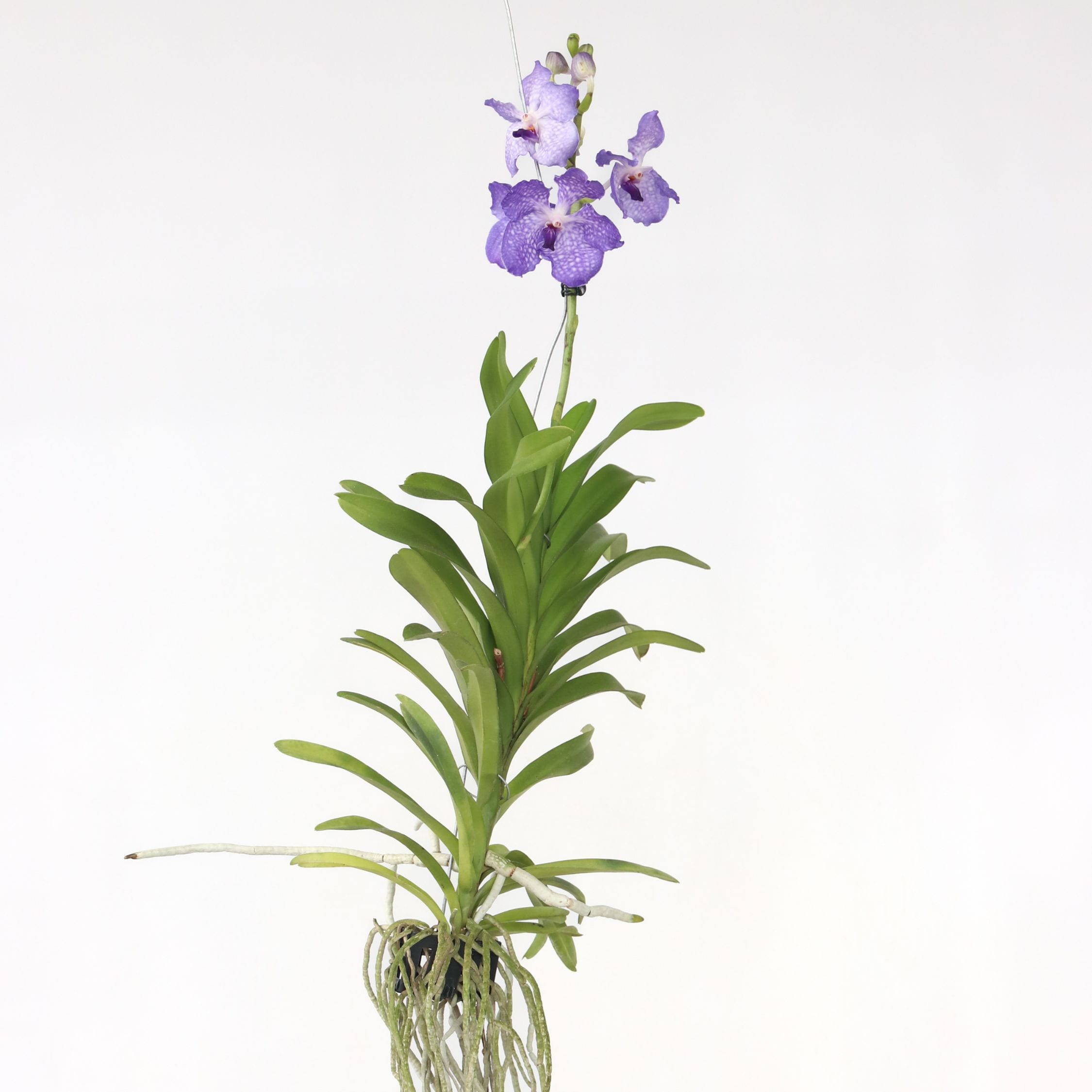 Plant in a Box - Vanda-Orchidee - Vanda 'New Blue' - H&ouml;he 55-65cm - Bild 1