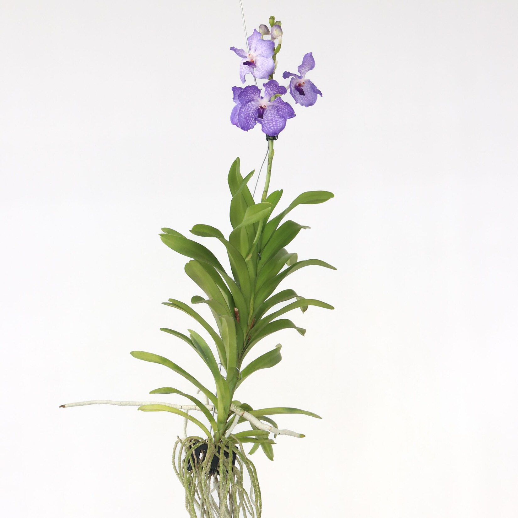 Plant in a Box – Vanda-Orchidee – Vanda ‚New Blue‘ – Höhe 55-65cm | 07428474233848