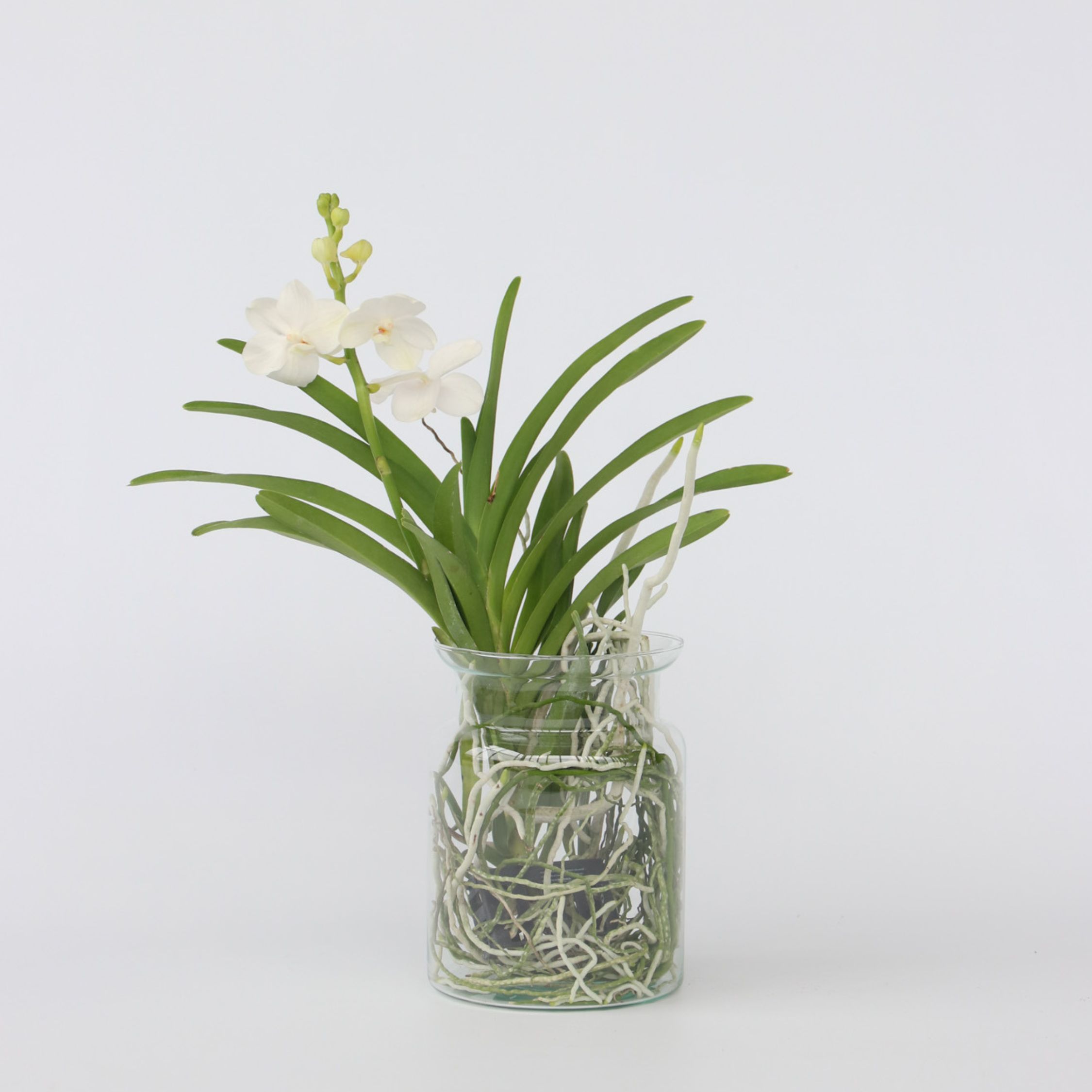 Plant in a Box - Vanda-Orchidee - Vanda 'White' - H&ouml;he 40-50cm - Topf 14cm - Bild 1