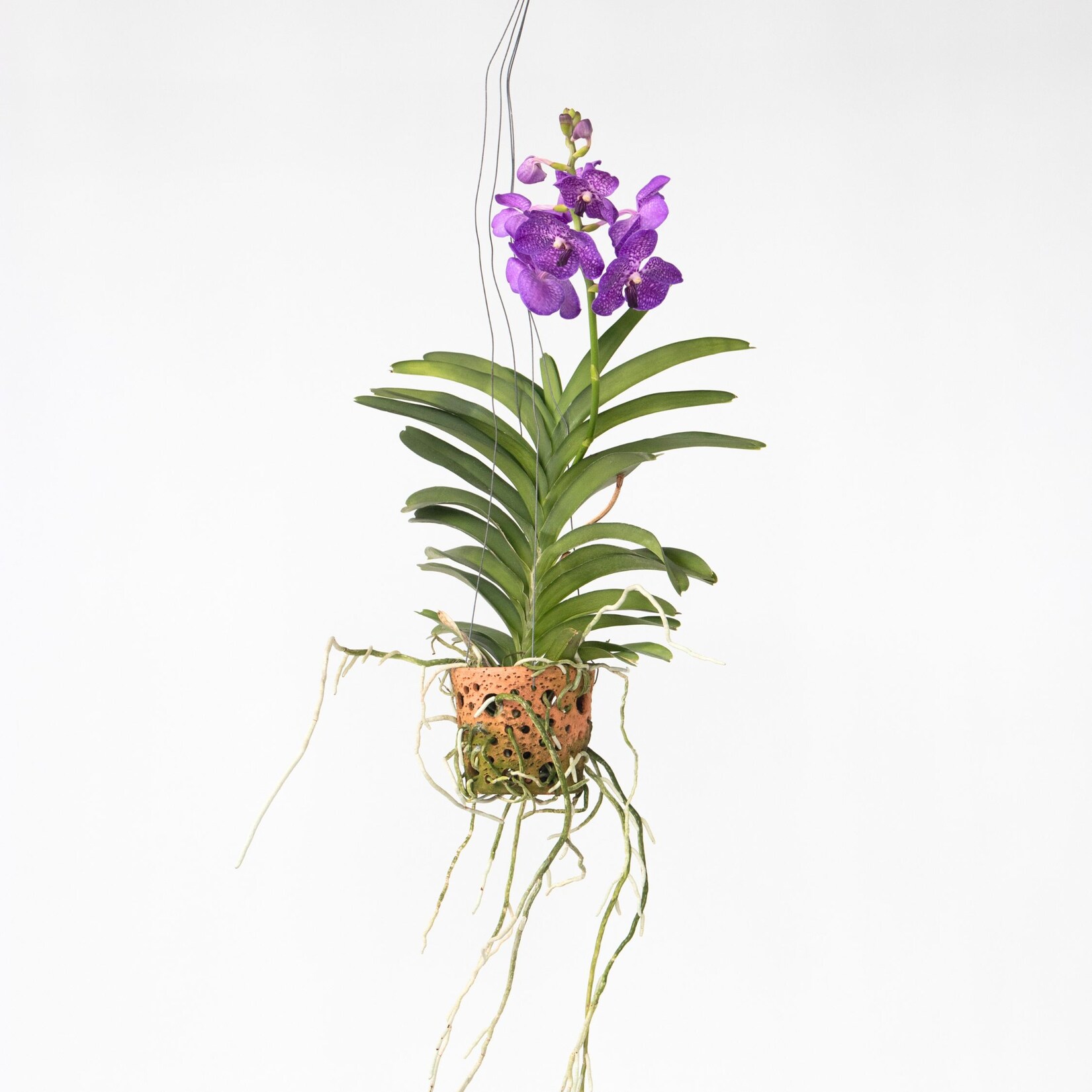 Plant in a Box – Vanda-Orchidee – Vanda ‚Blue‘ – Höhe 45-55cm – Topf 12cm | 08720079000788