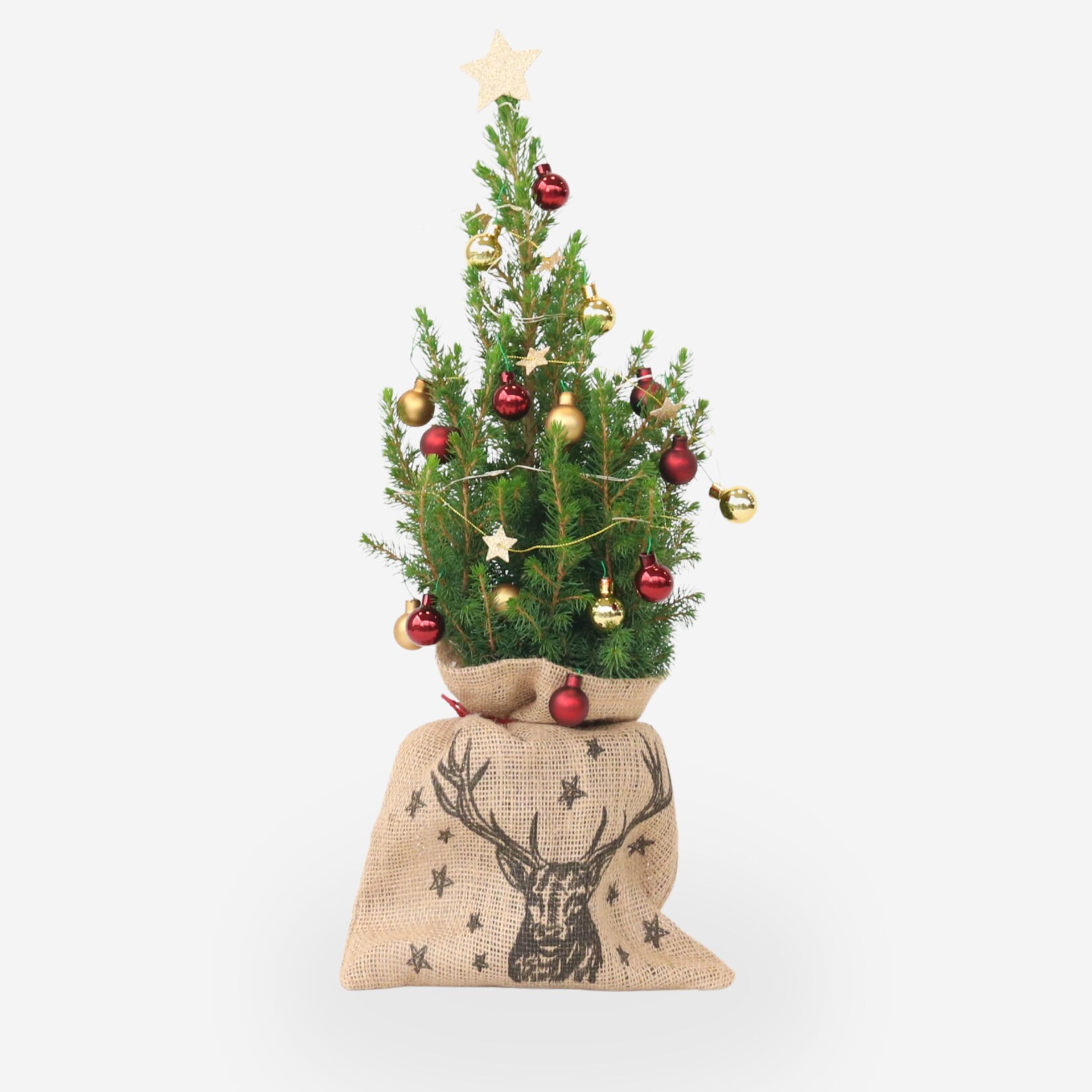 Plant in a Box – Mini-Weihnachtsbaum mit Jute-Sack – Picea glauca Conica – 55–65cm – Topf 15cm | 08721278903092