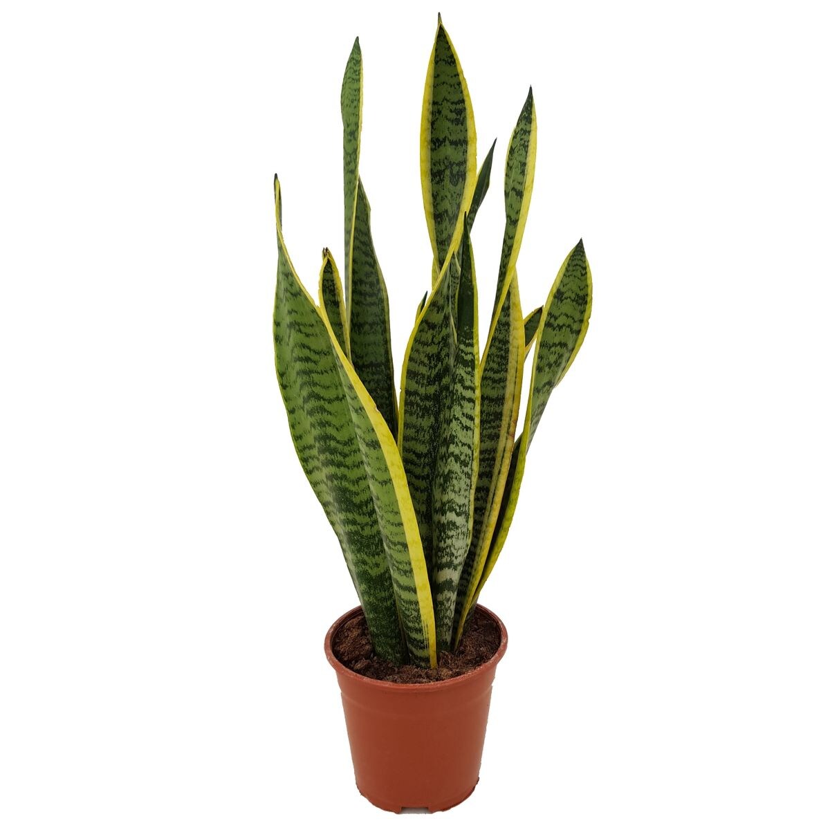 Plant in a Box - Bogenhanf - Sansevieria trifasciata Laurentii - H&ouml;he 40-50cm - Topf 14cm - Bild 1