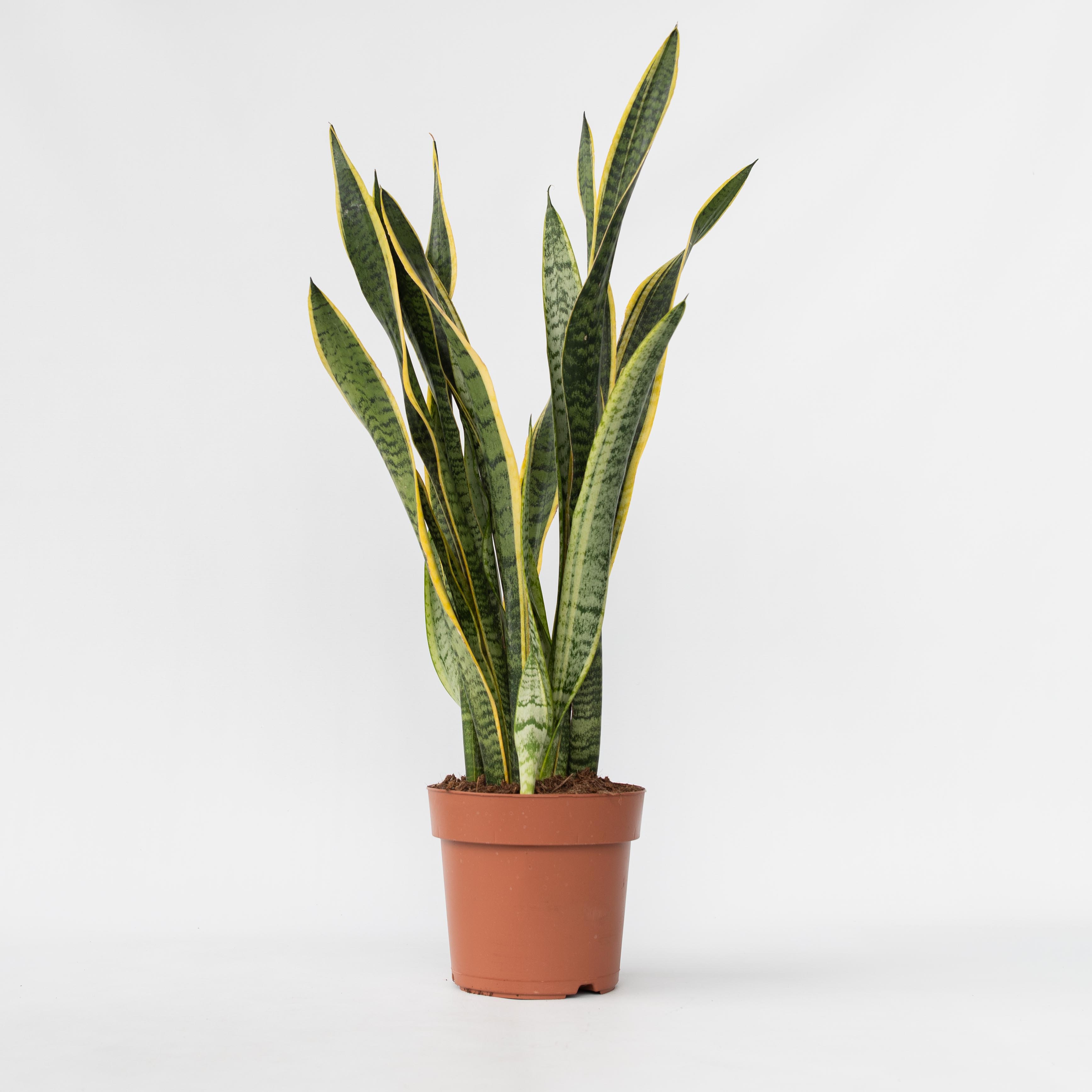 Plant in a Box - Bogenhanf - Sansevieria trifasciata Laurentii - H&ouml;he 65-75cm - Topf 21cm - Bild 1