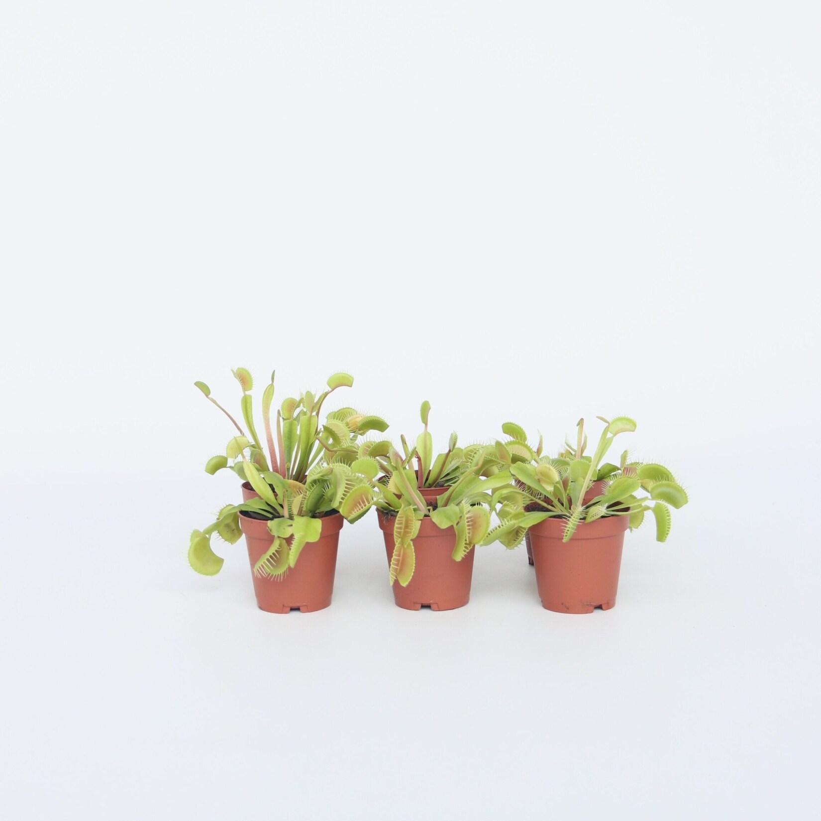 Plant in a Box – Venusfliegenfalle – 6 Stk – Dionaea muscipula – Höhe 5-15cm – Topf 6cm | 06097253712778
