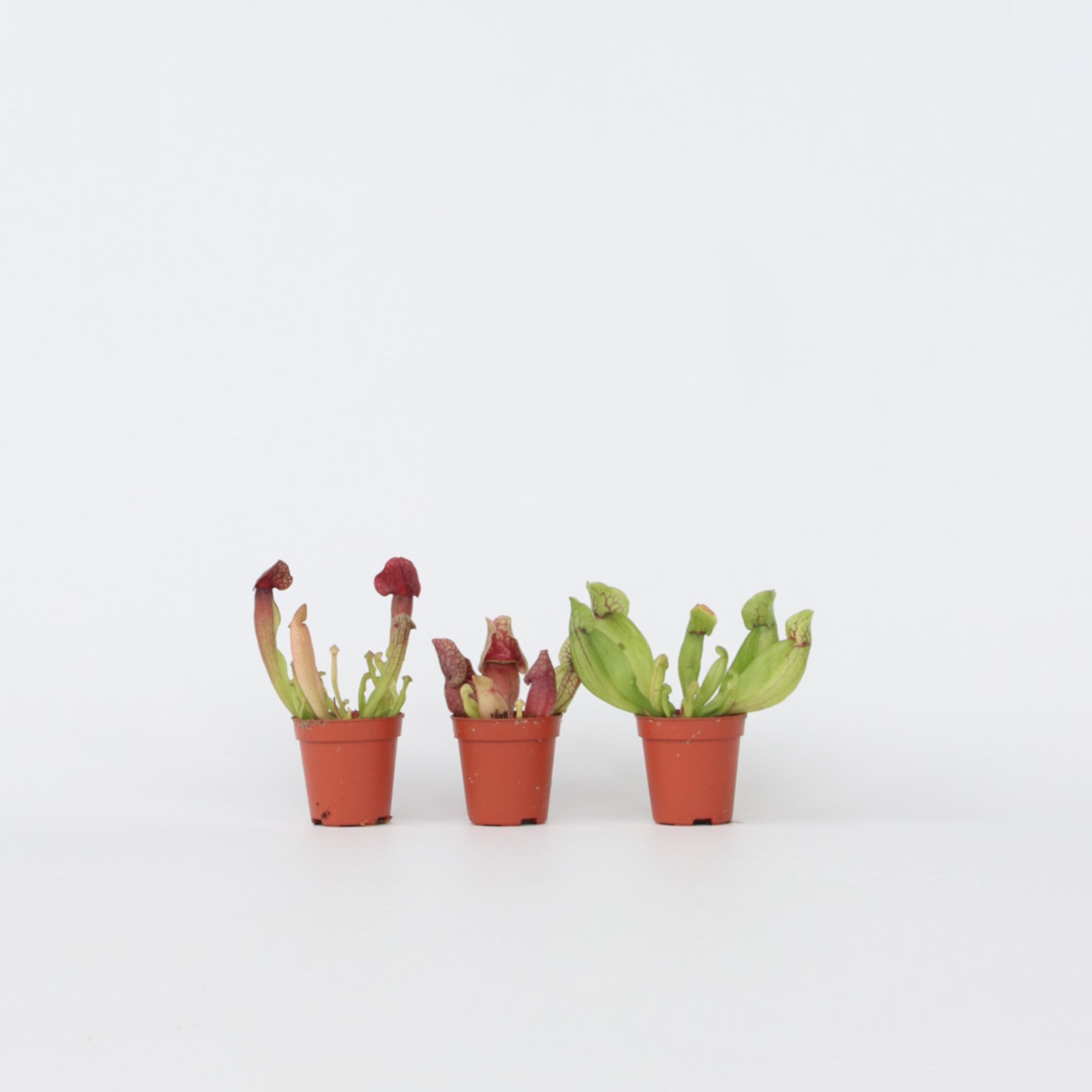 Plant in a Box - Schlauchpflanze - 3 Stk - Sarracenia purpurea - H&ouml;he 10cm - Topf 6cm - Bild 1