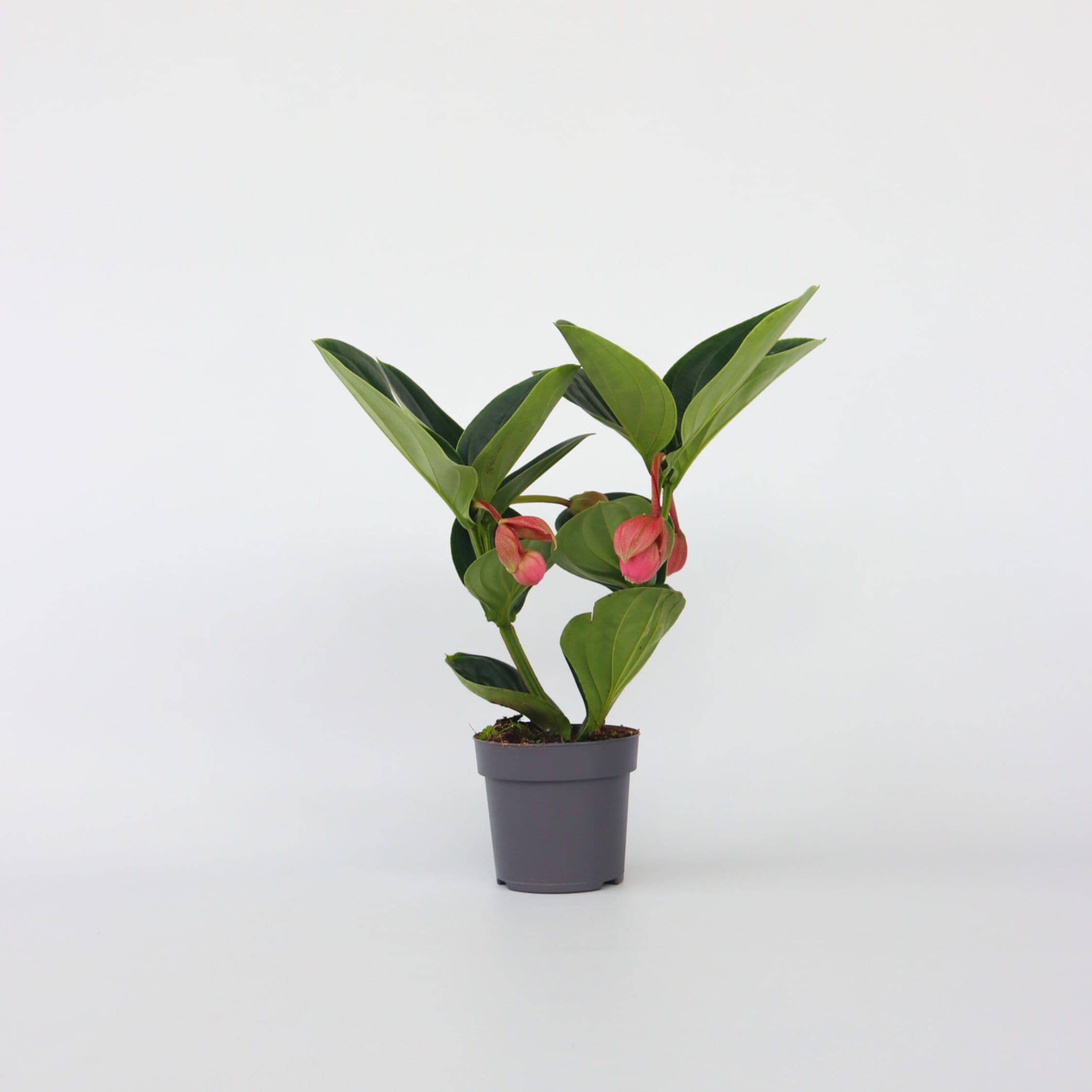 Plant in a Box - Rosenmedinilla - Medinilla magnifica - H&ouml;he 40-50cm - Topf 14cm - Bild 1