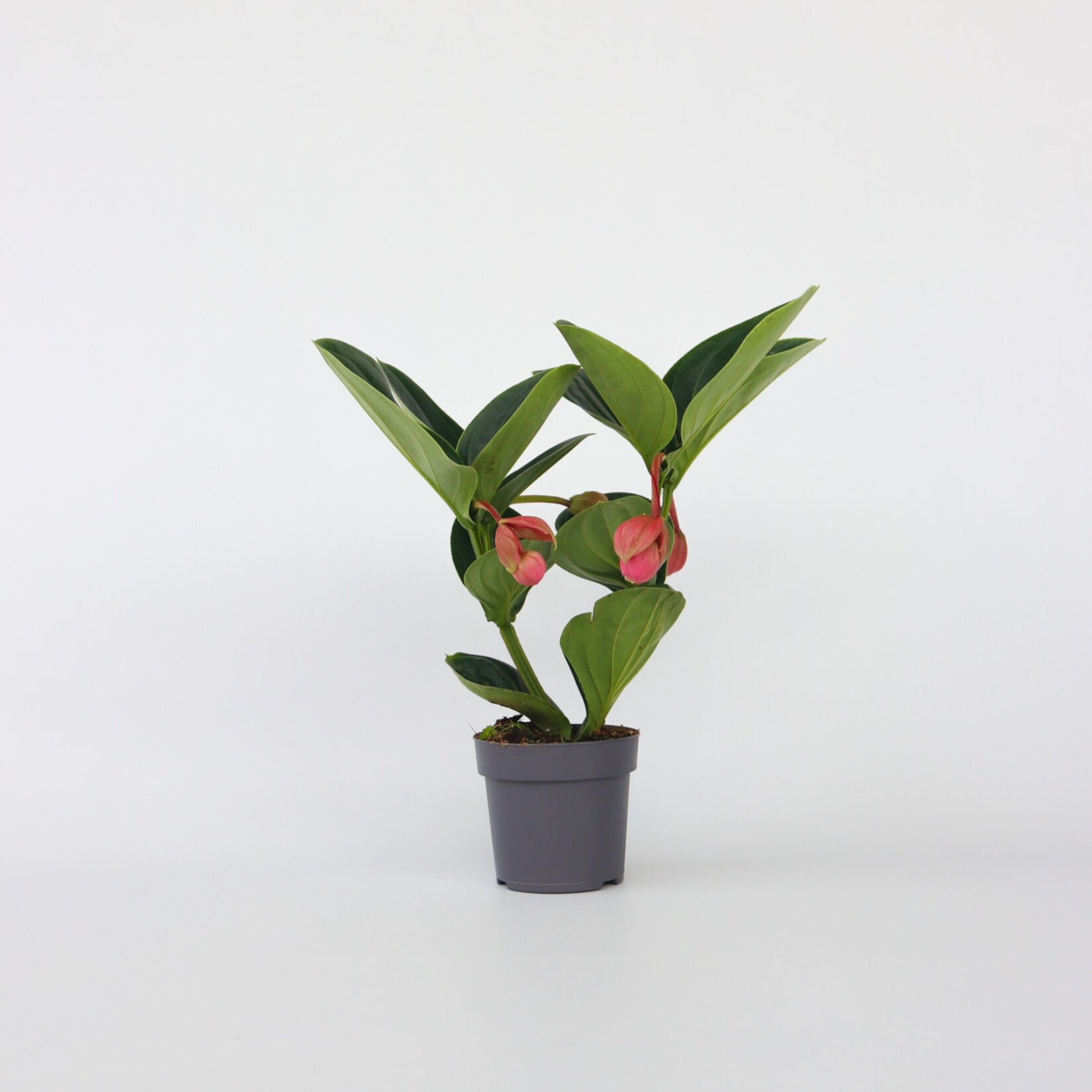 Plant in a Box – Rosenmedinilla – Medinilla magnifica – Höhe 40-50cm – Topf 14cm | 06097239834838