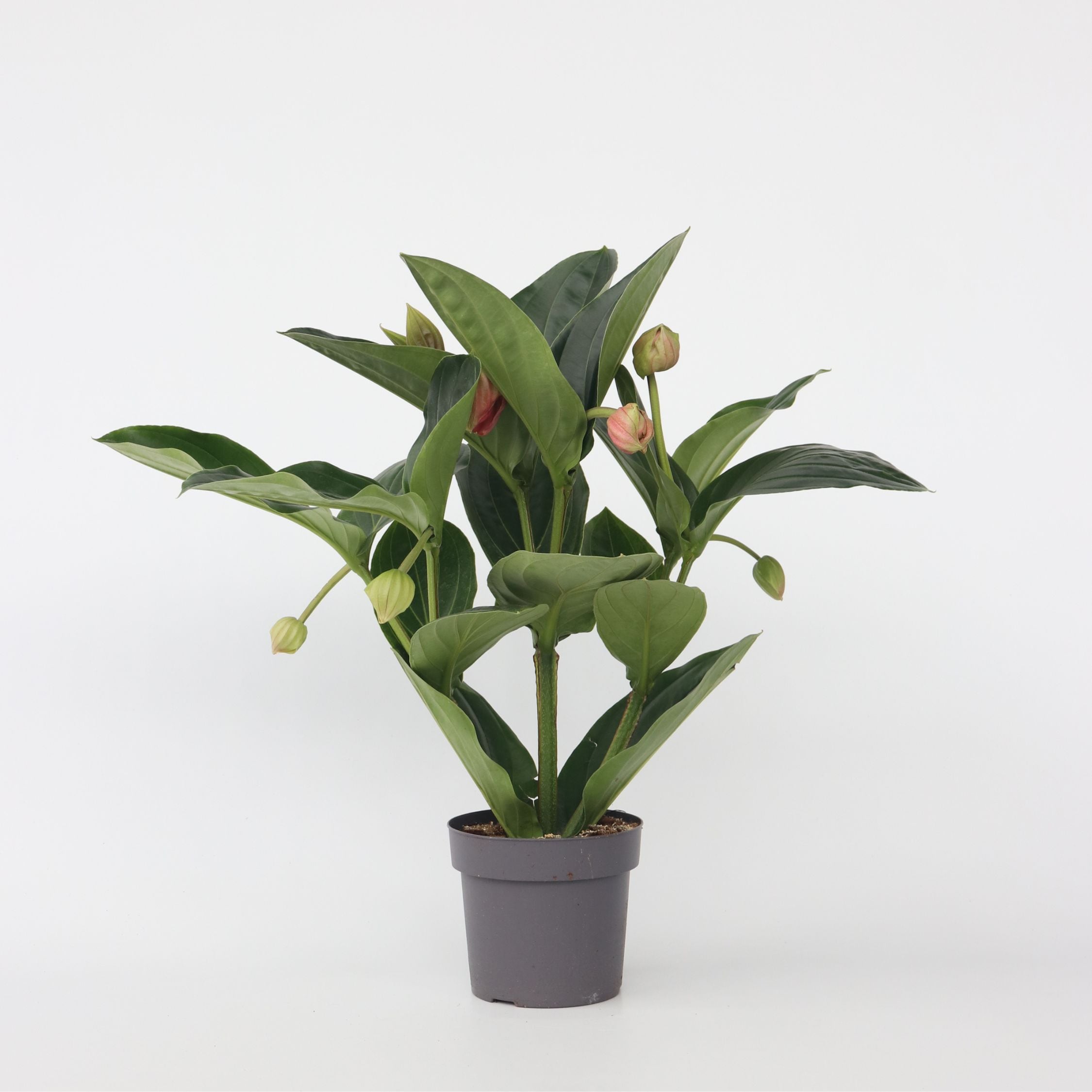 Plant in a Box - Rosenmedinilla - Medinilla magnifica - H&ouml;he 55-60cm - Topf 17cm - Bild 1