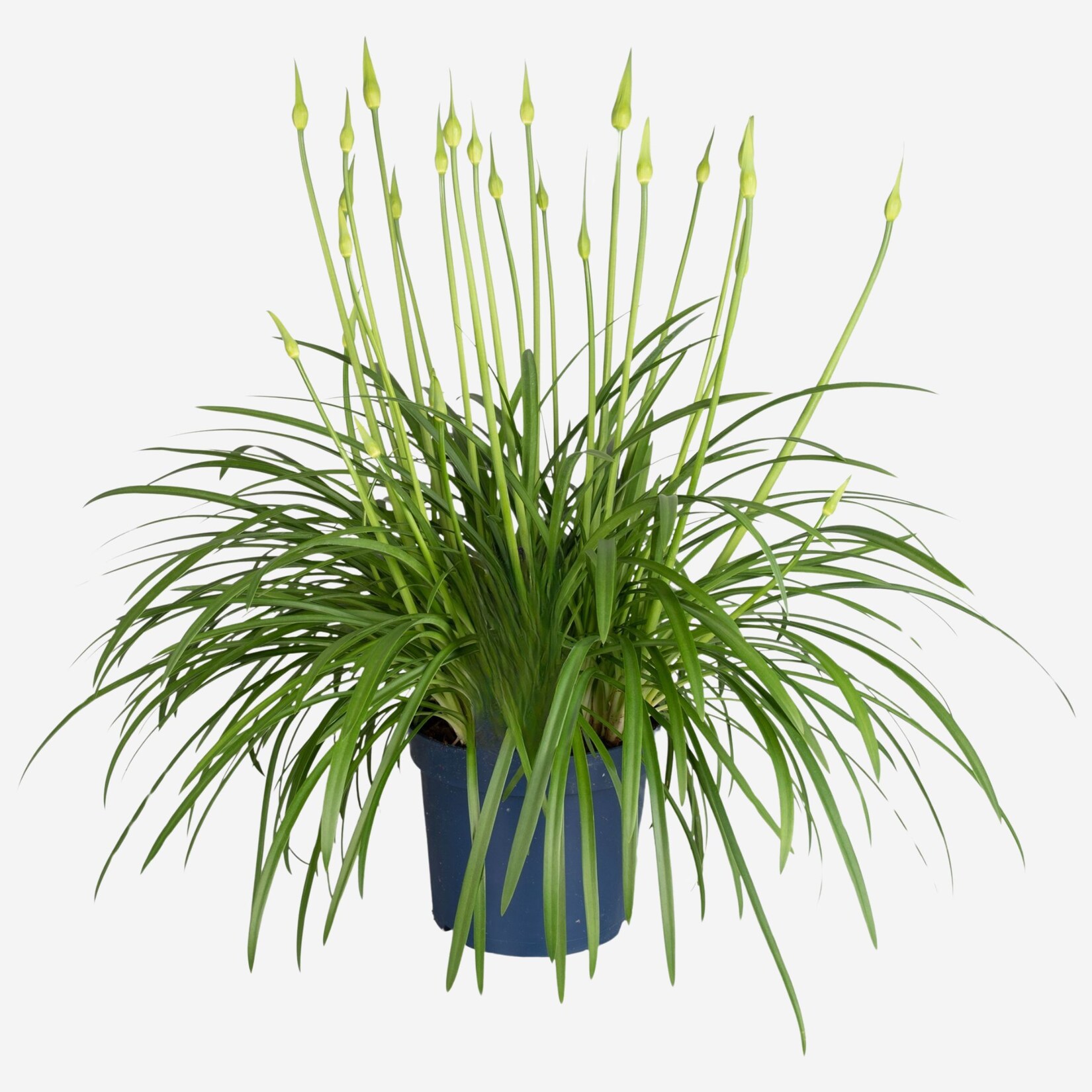 Plant in a Box – Schmucklilien – Agapanthus ‚Superb White‘ – Höhe 65-80cm – Topf 23cm | 08721278901074