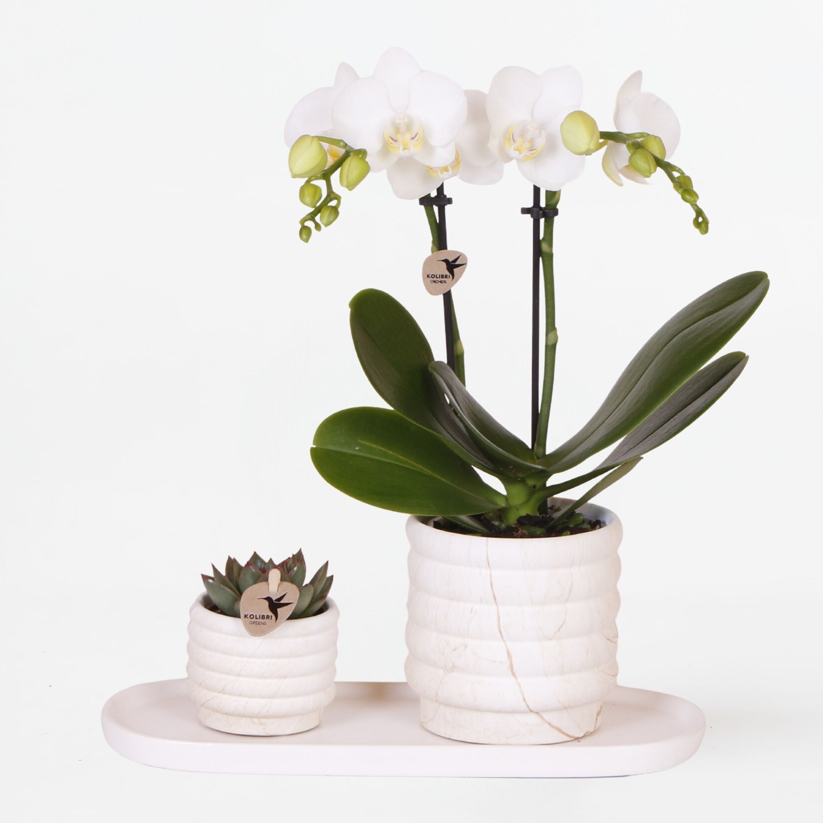 Plant in a Box – Geschenkset Orchidee ‚Marble S‘ – Phalaenopsis – Höhe 30cm | 08721278902576