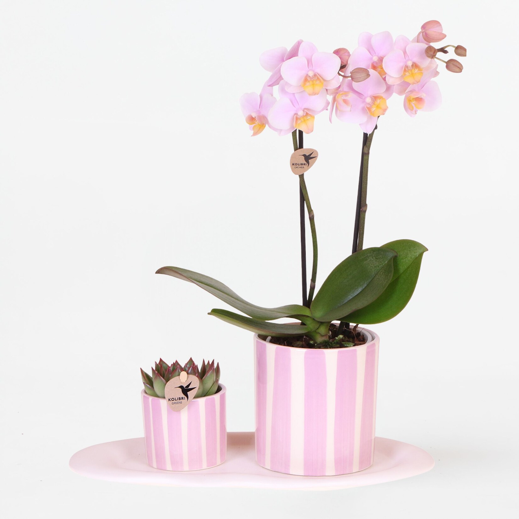 Plant in a Box – Geschenkset Orchidee ‚Pink S‘ – Phalaenopsis – Höhe 30cm | 08721278902590