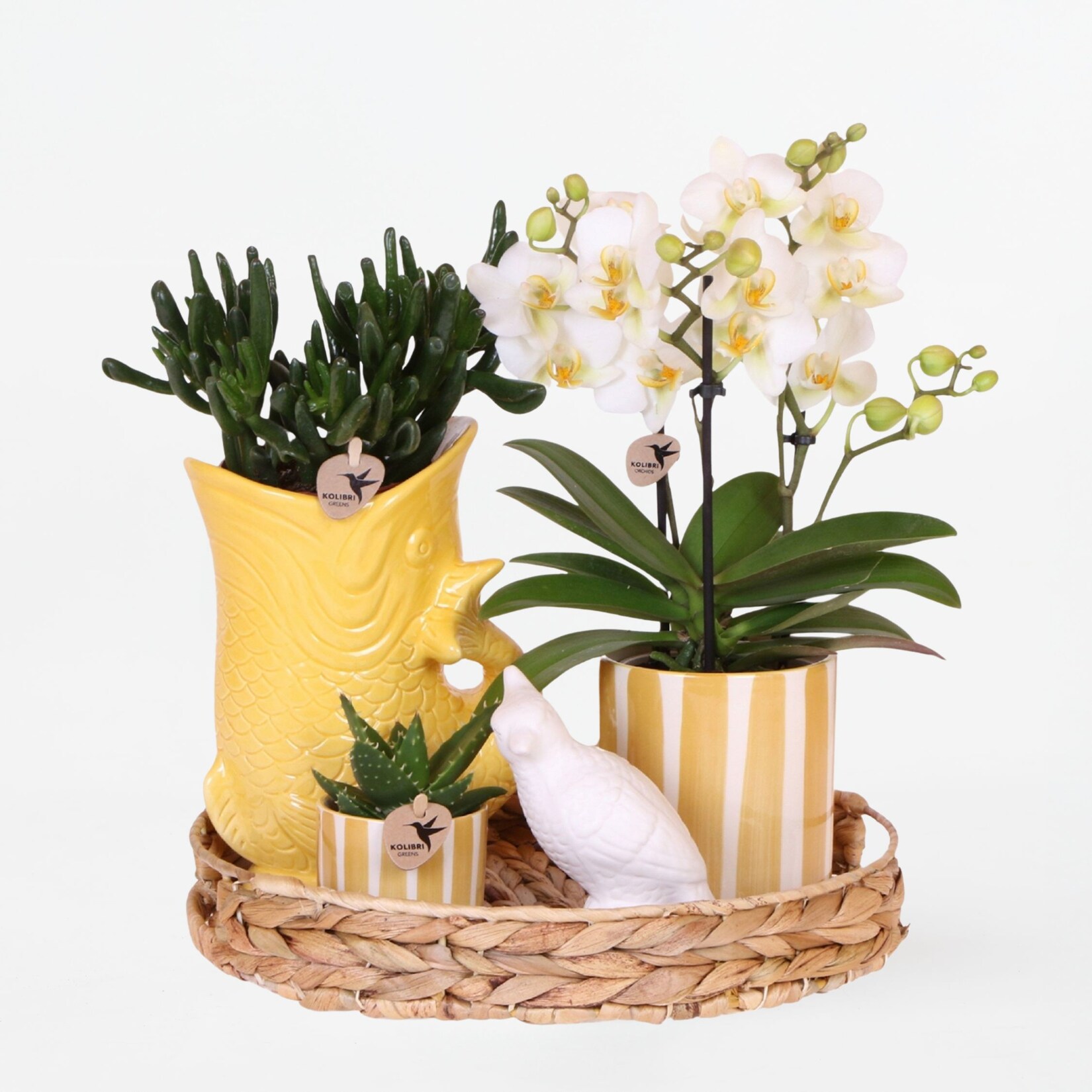 Plant in a Box – Geschenkset Orchidee ‚Yellow XL‘ – Phalaenopsis – Höhe 35cm | 08721278902651