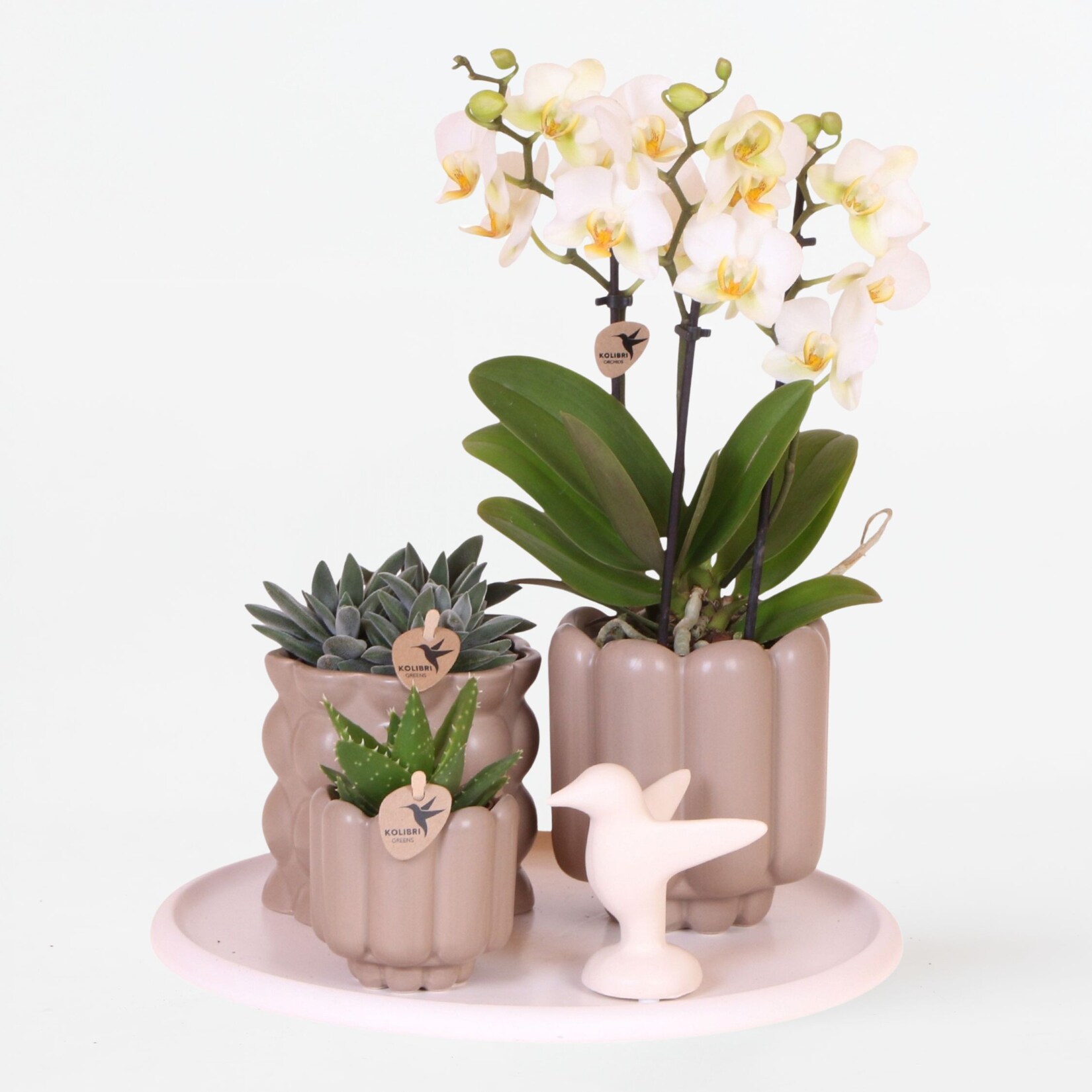 Plant in a Box – Geschenkset Orchidee ‚White Tray XL‘ – Phalaenopsis – Höhe 35cm | 08721278902637