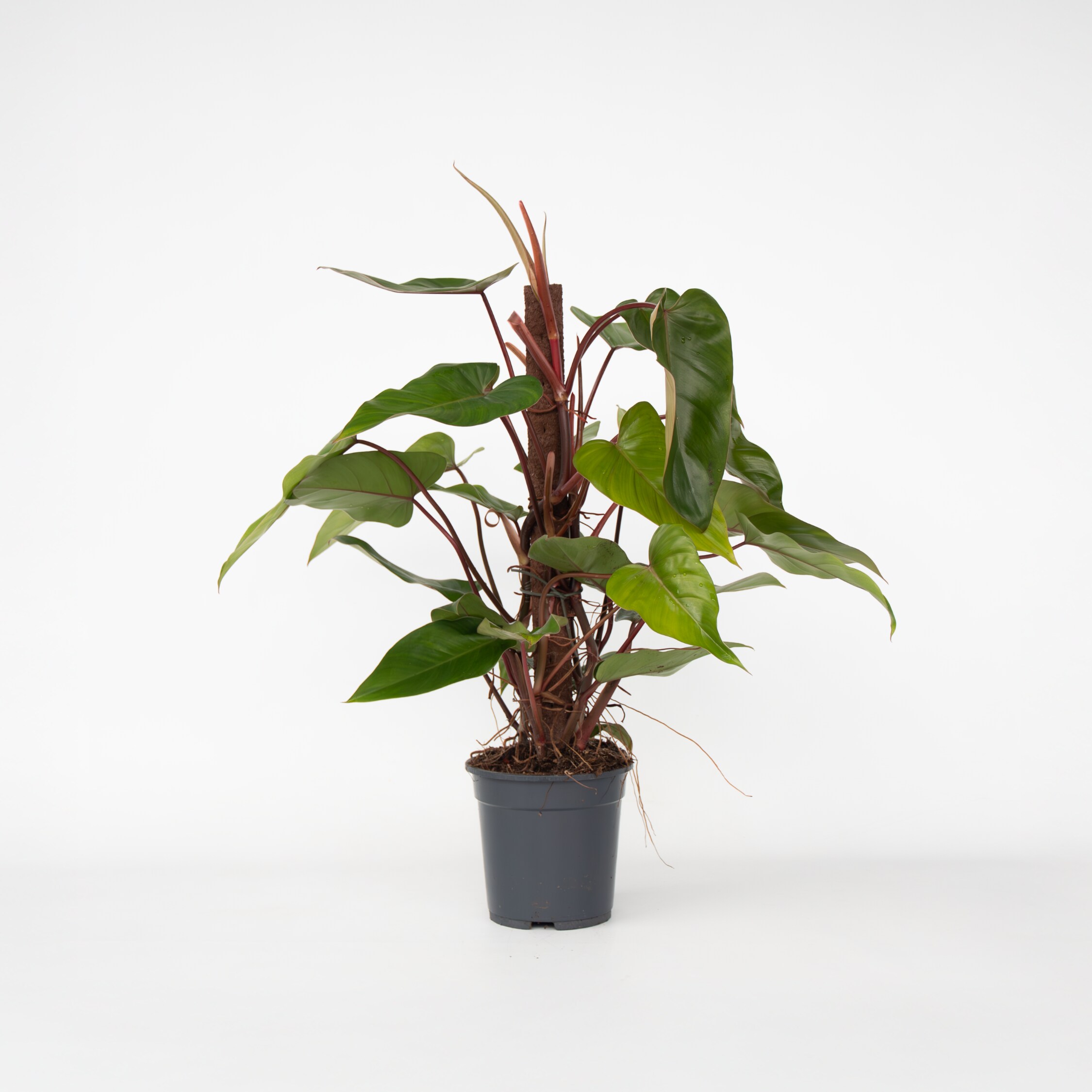 Plant in a Box - Gr&uuml;ne Zimmerpflanze - Philodendron 'Red Emerald' - H&ouml;he 70-80 cm - Topf 19 cm - Bild 1