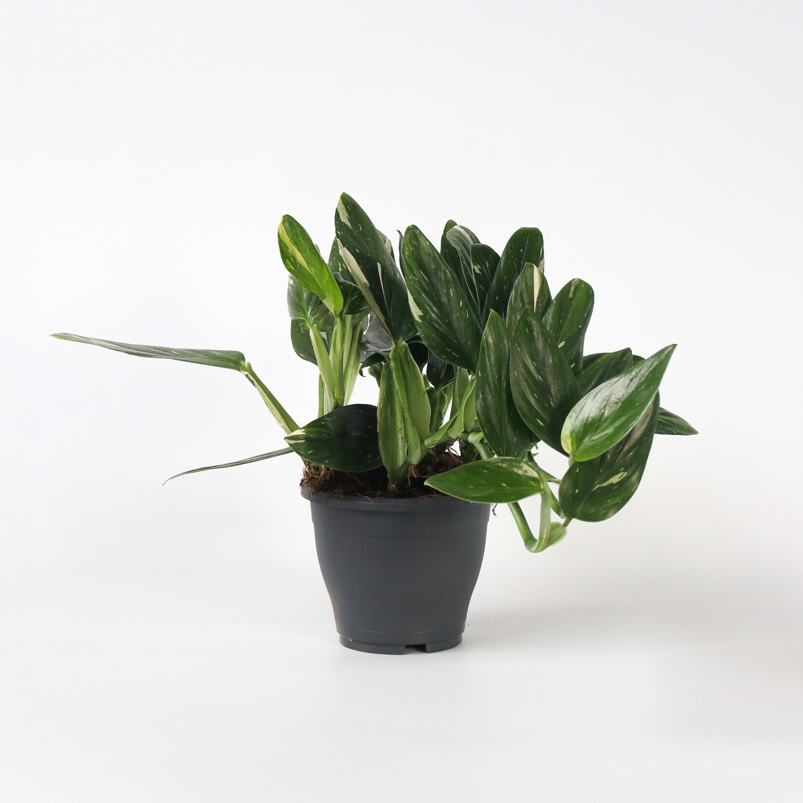 Plant in a Box – Grüne Zimmerpflanze – Philodendron ‚Cobra‘ – Höhe 55-65 cm – Topf 19 cm | 08721278900596